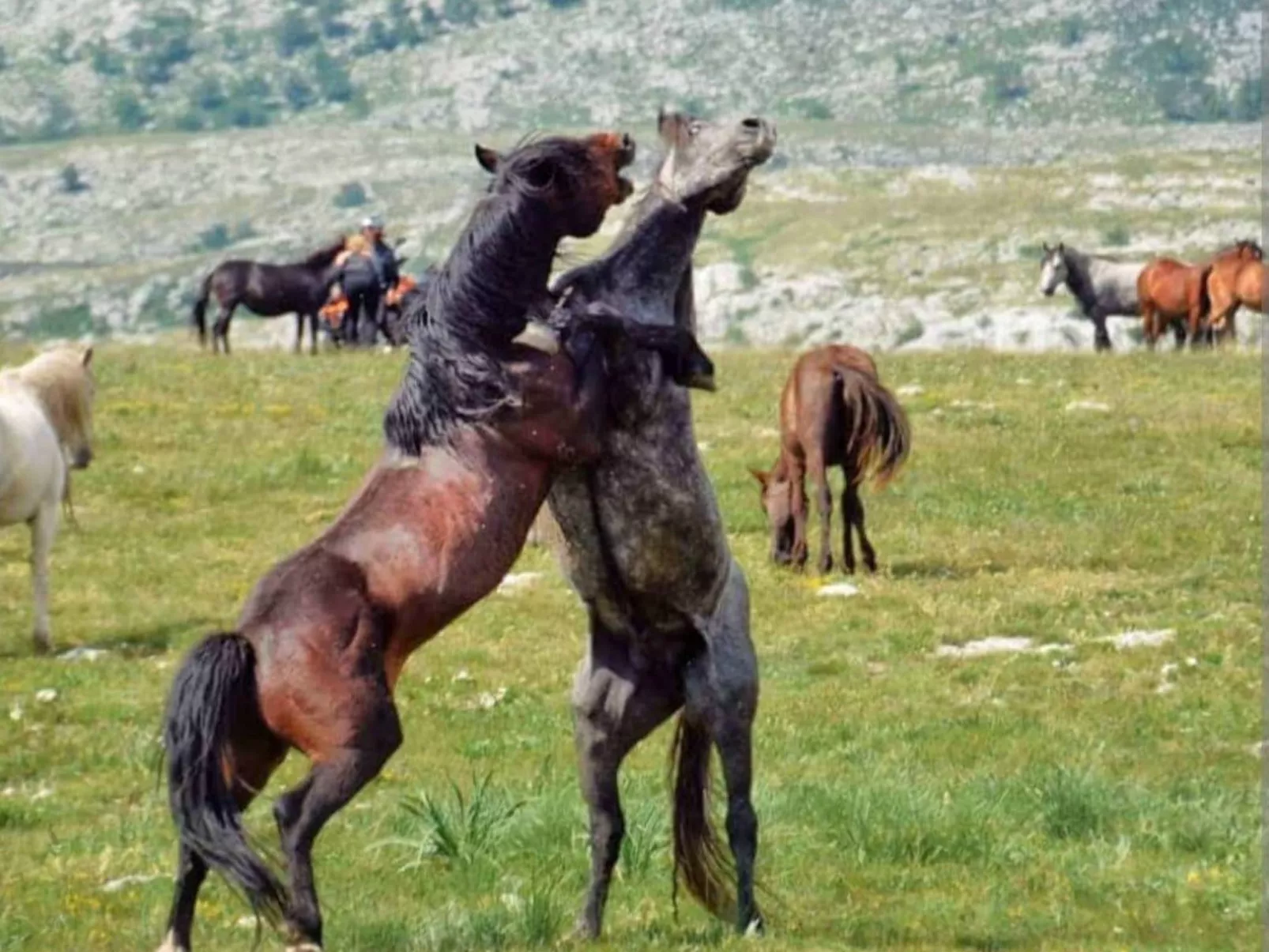 Kupres apartman-Image-tags.info