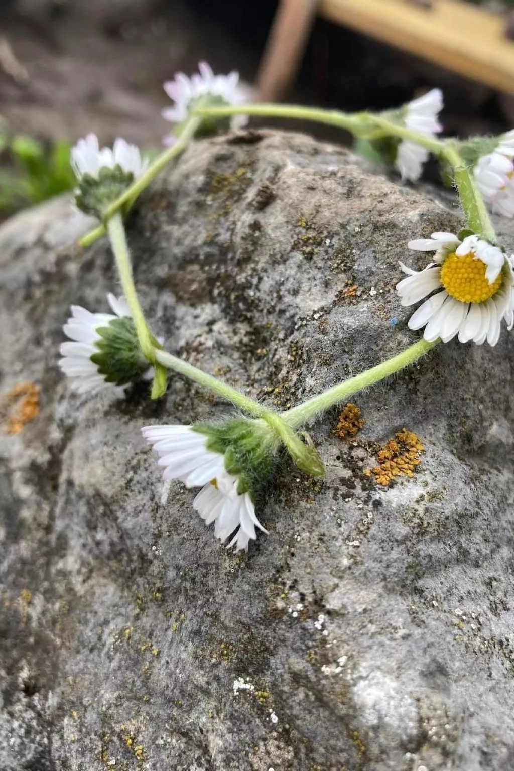 Scheftenau-Image-tags.info