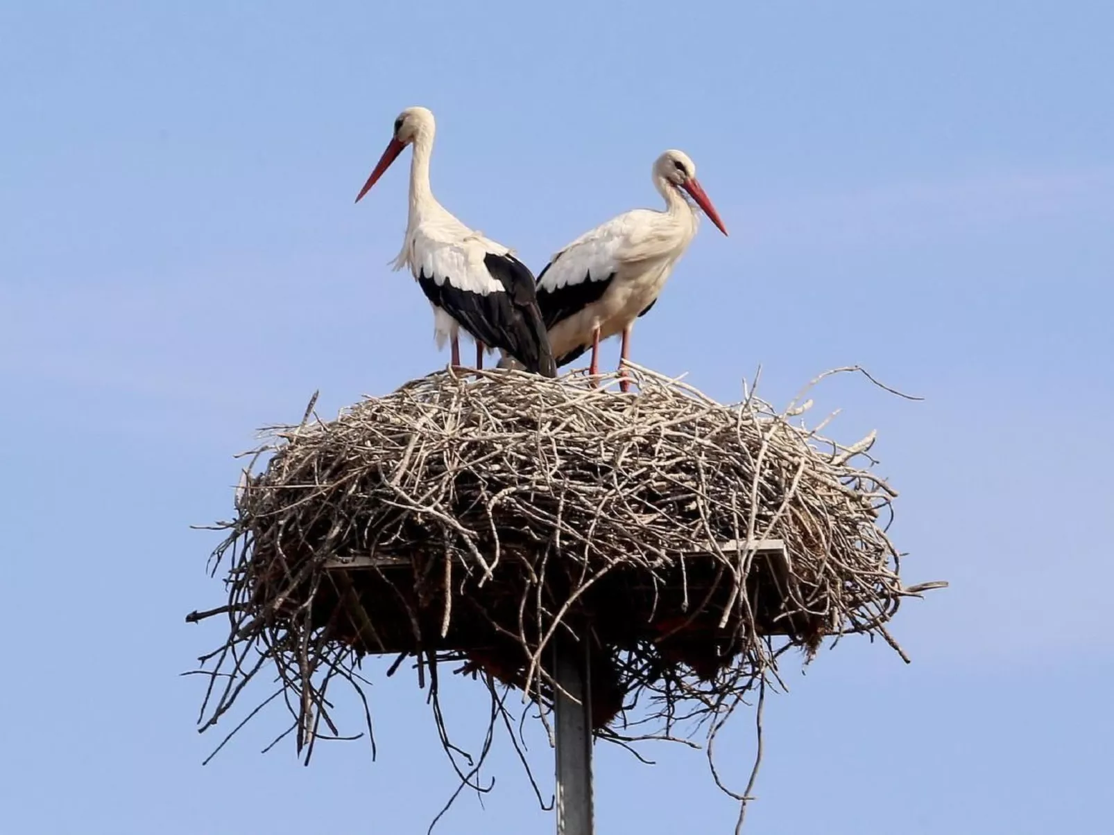 Exklusive Design-Villa in den Dünen, Pool auf dem Dach-Buiten