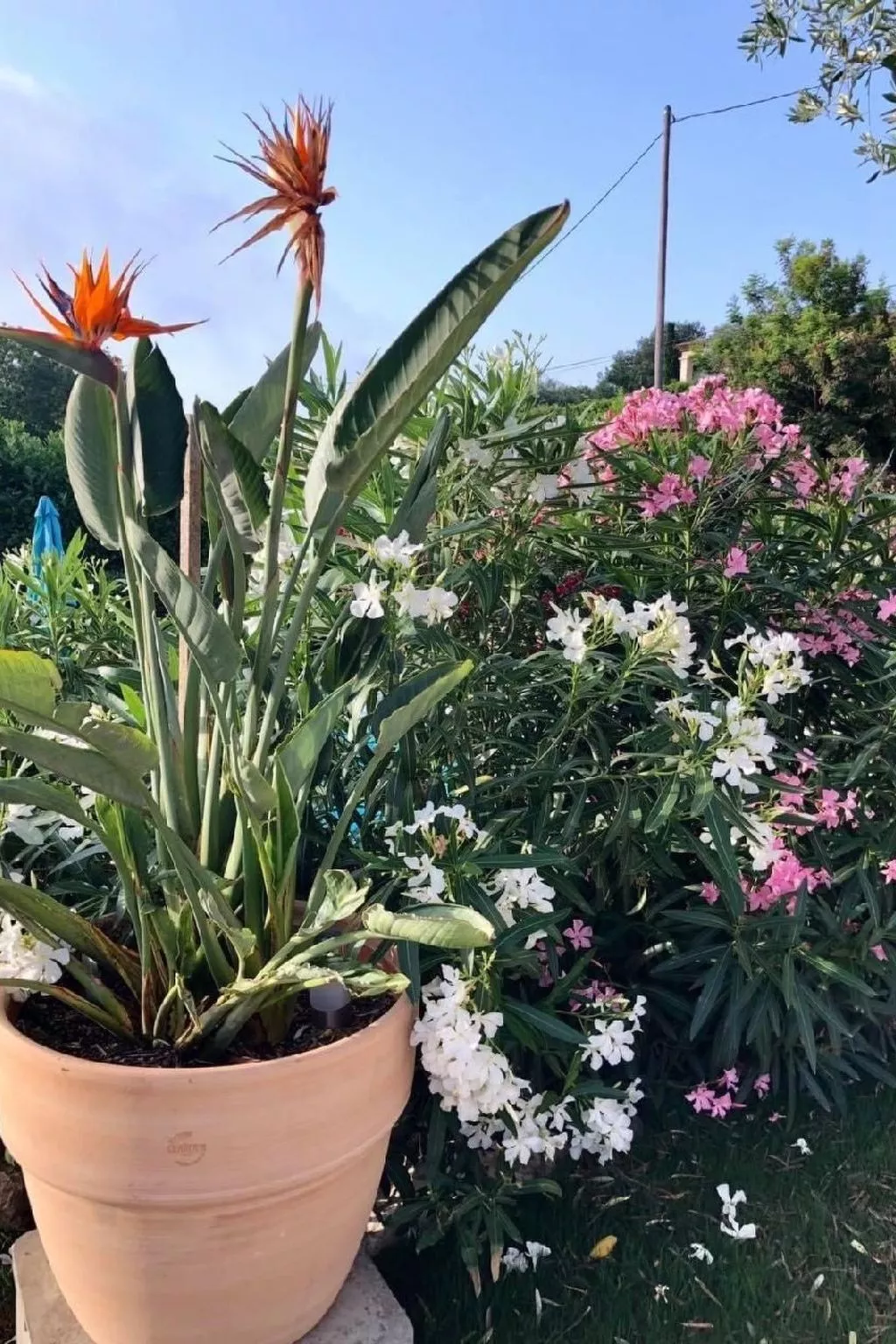 Côte d'Azur ganze Villa beheizter Pool Meerblick-Buiten