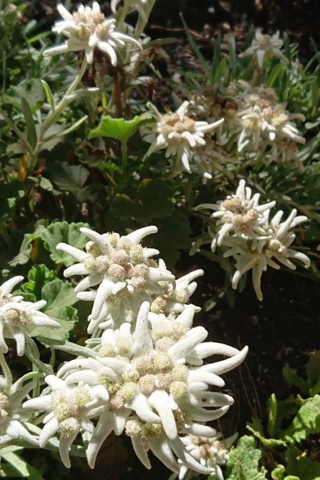 Alpen-Paradies-Image-tags.info