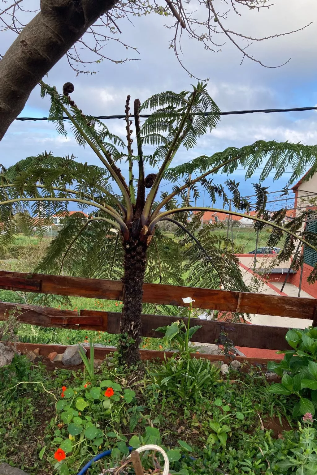 Klein-Norwegen-Image-tags.info