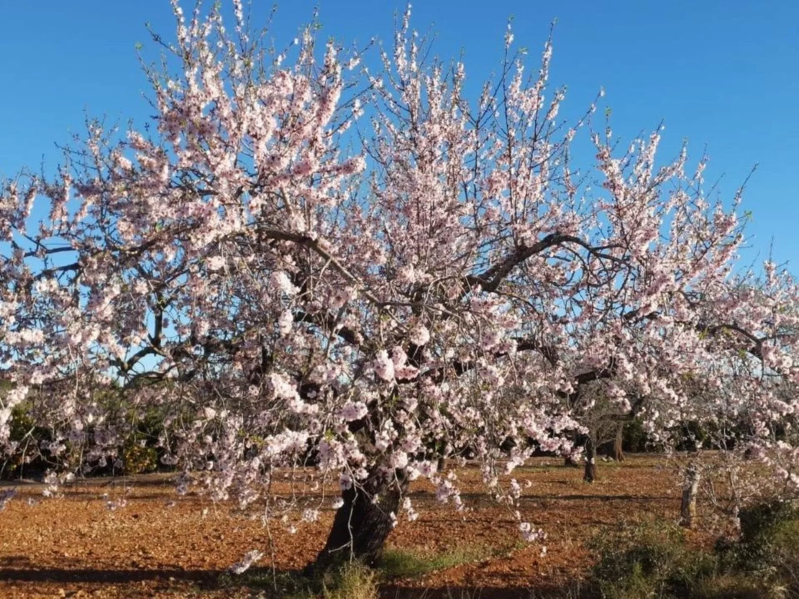 Casa Geminis 1 mit Garten und Meerblick-Image-tags.info