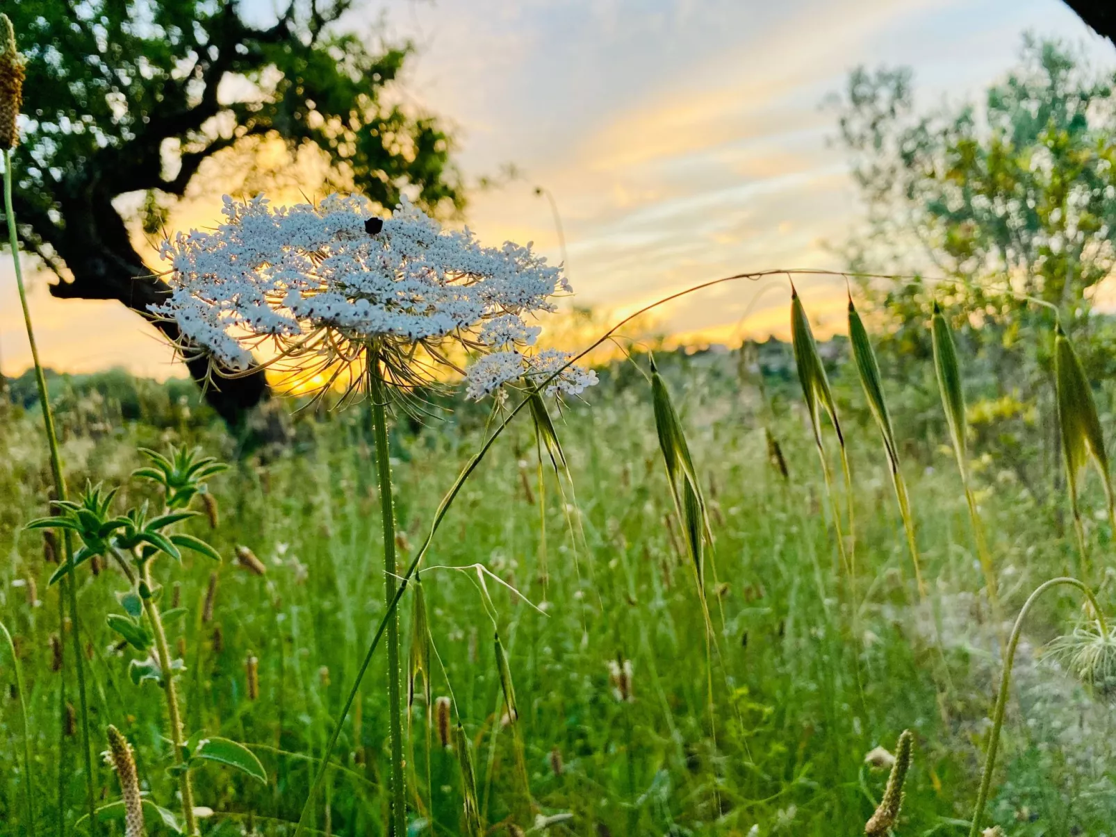 Juniorsuite-Image-tags.info