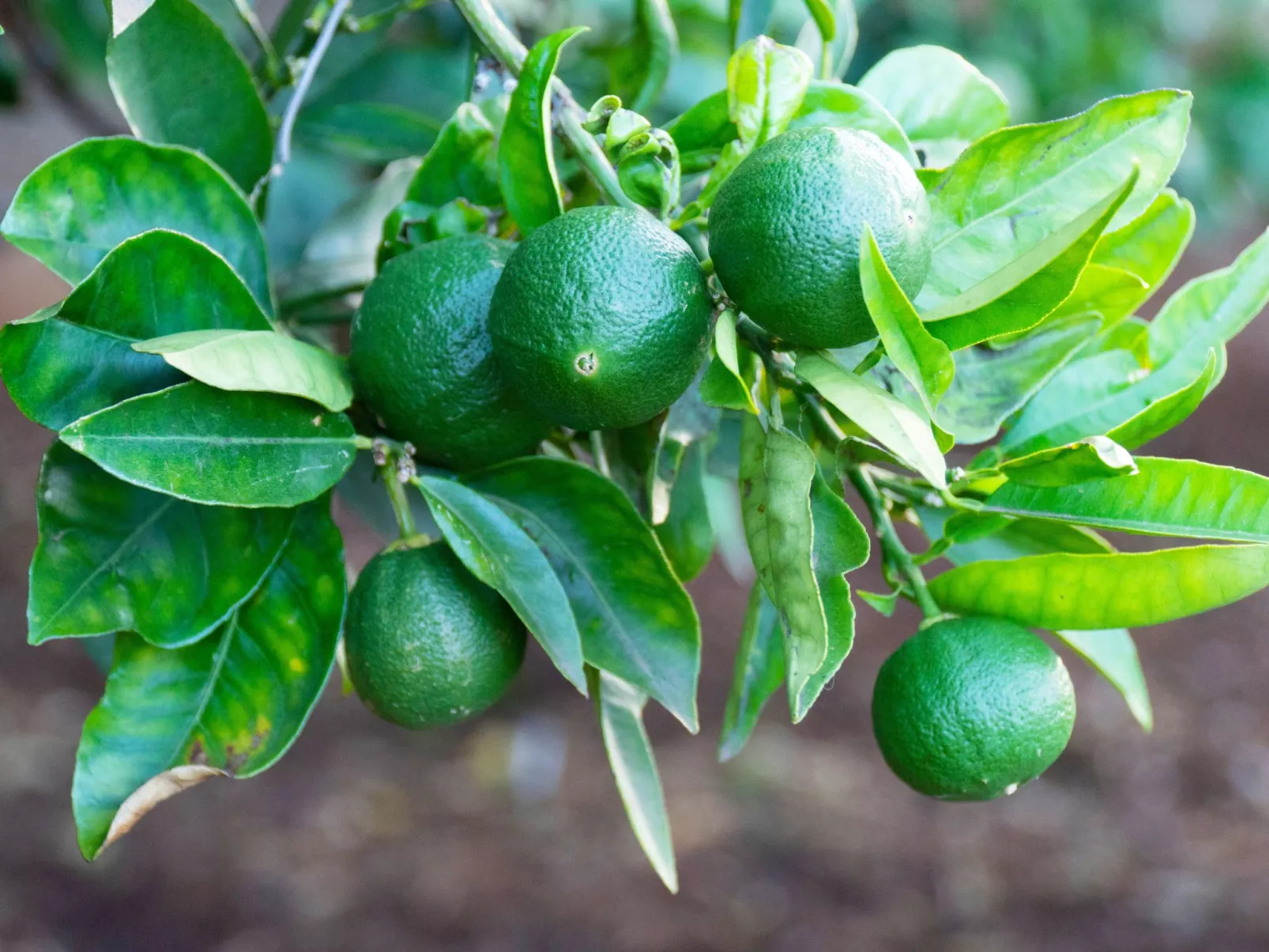 Typisch kanarische Finca Elena mit eigenem Pool-Buiten