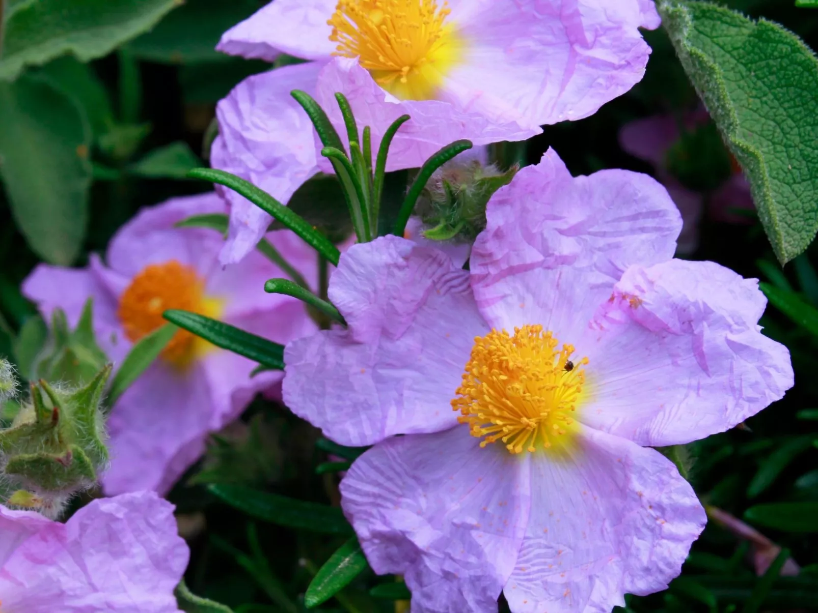 Stazzo mit Garten in Luogosanto-Buiten