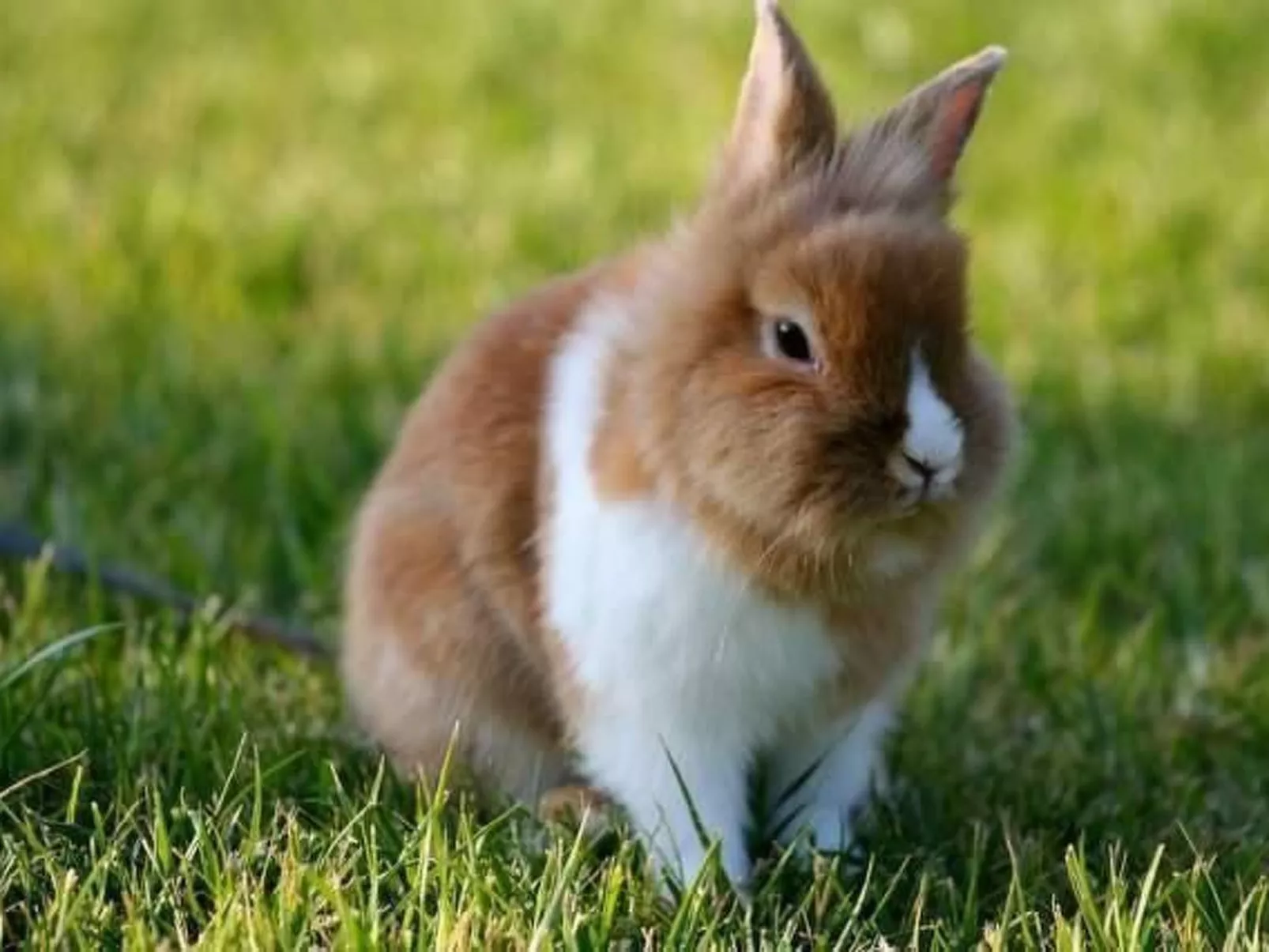 Ferienappartement mit Garten und Panoramablick-Image-tags.info