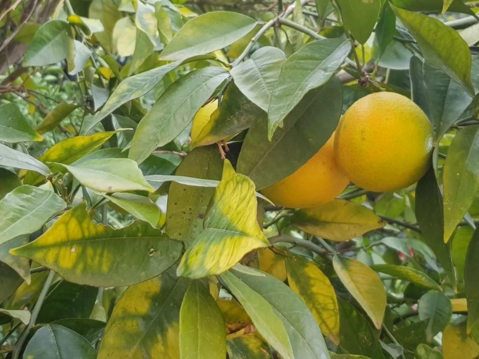 Casa Niu Crobu-Image-tags.info