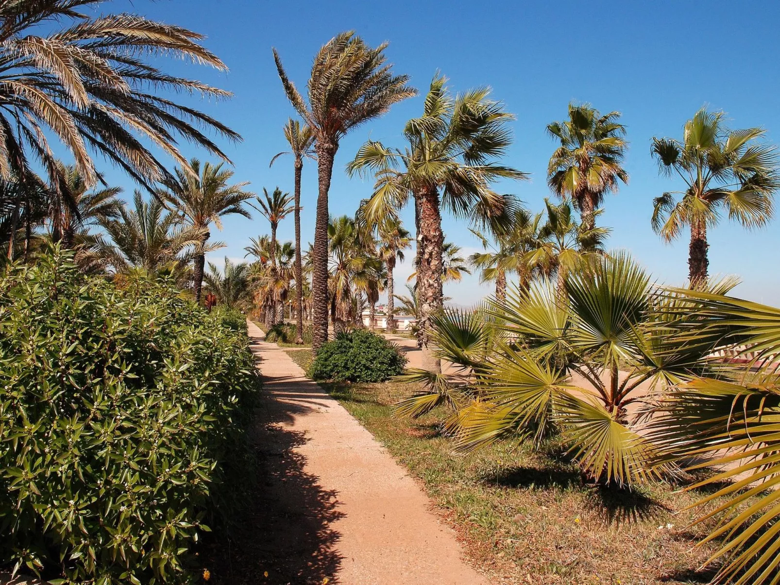 Olivos 8-Image-tags.info