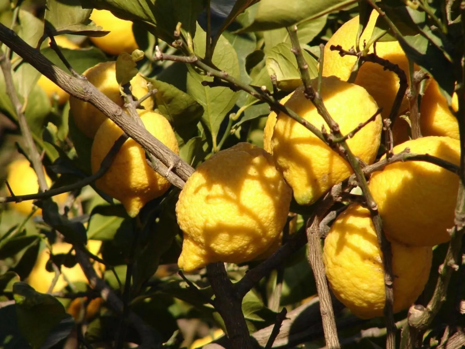 La Terrazza-Image-tags.info