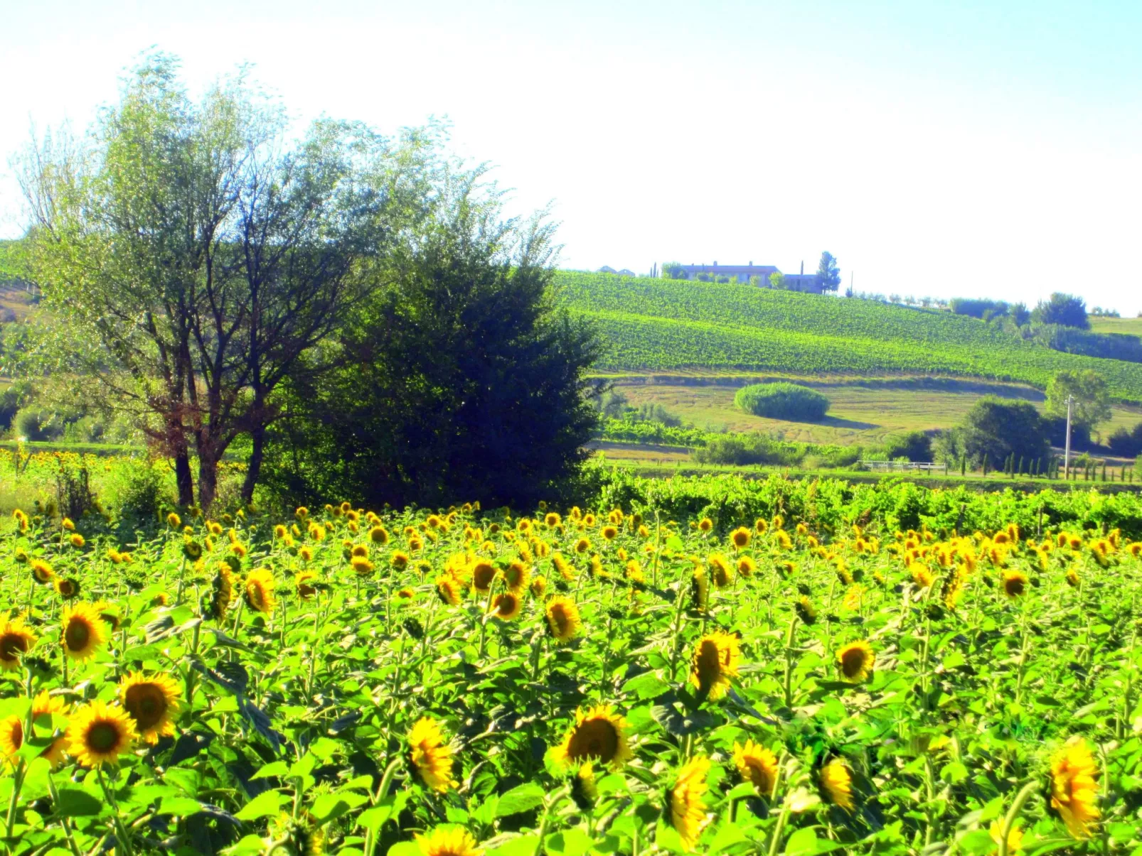 Agrotourismus - Wohnung mit Pool-Buiten
