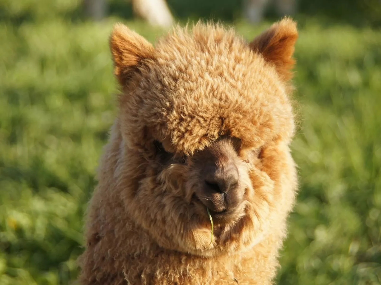 Alpakahof Ferien-Image-tags.info