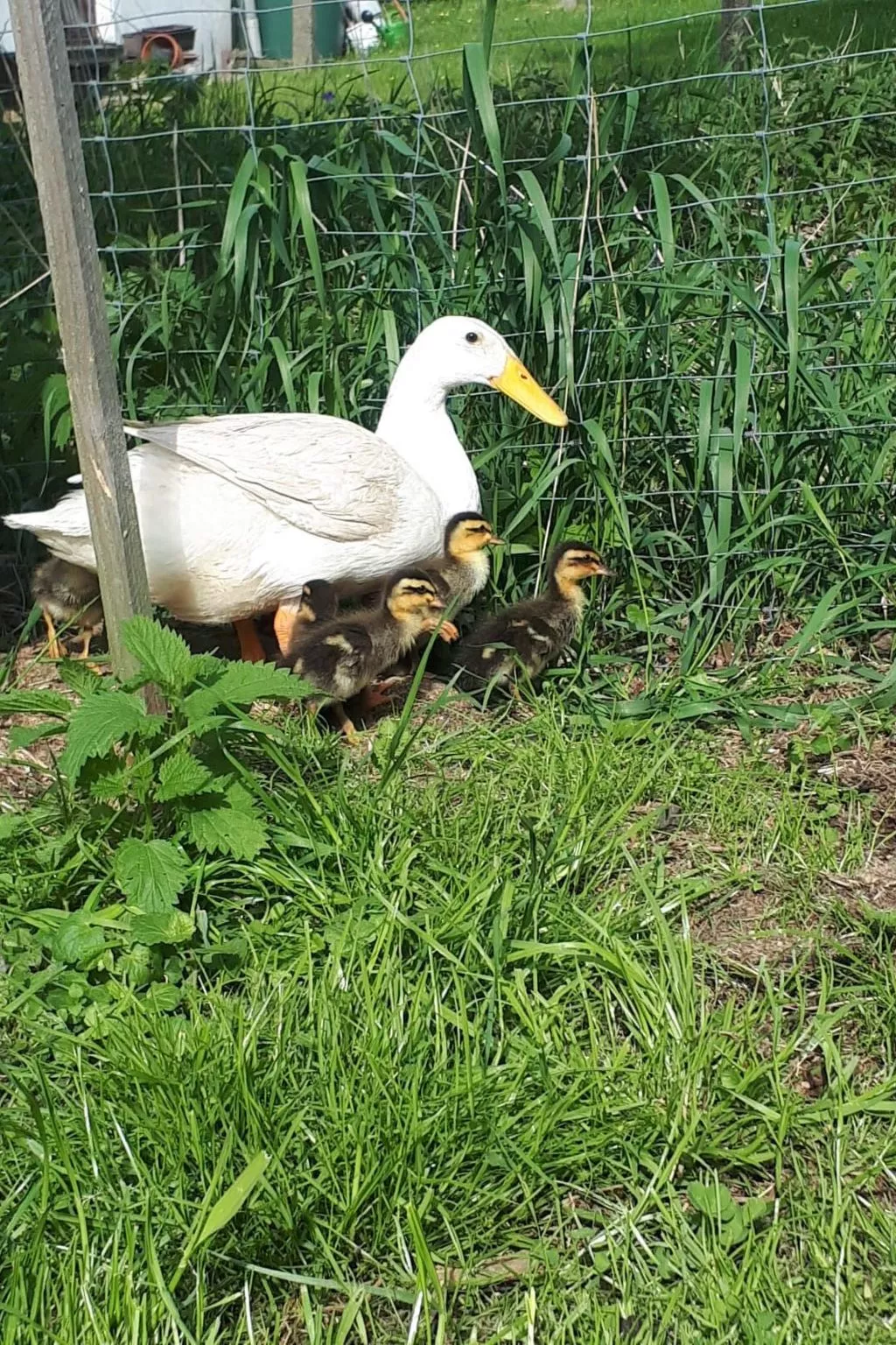 Familienfreundlich Wohnen im Miriquidi-Buiten