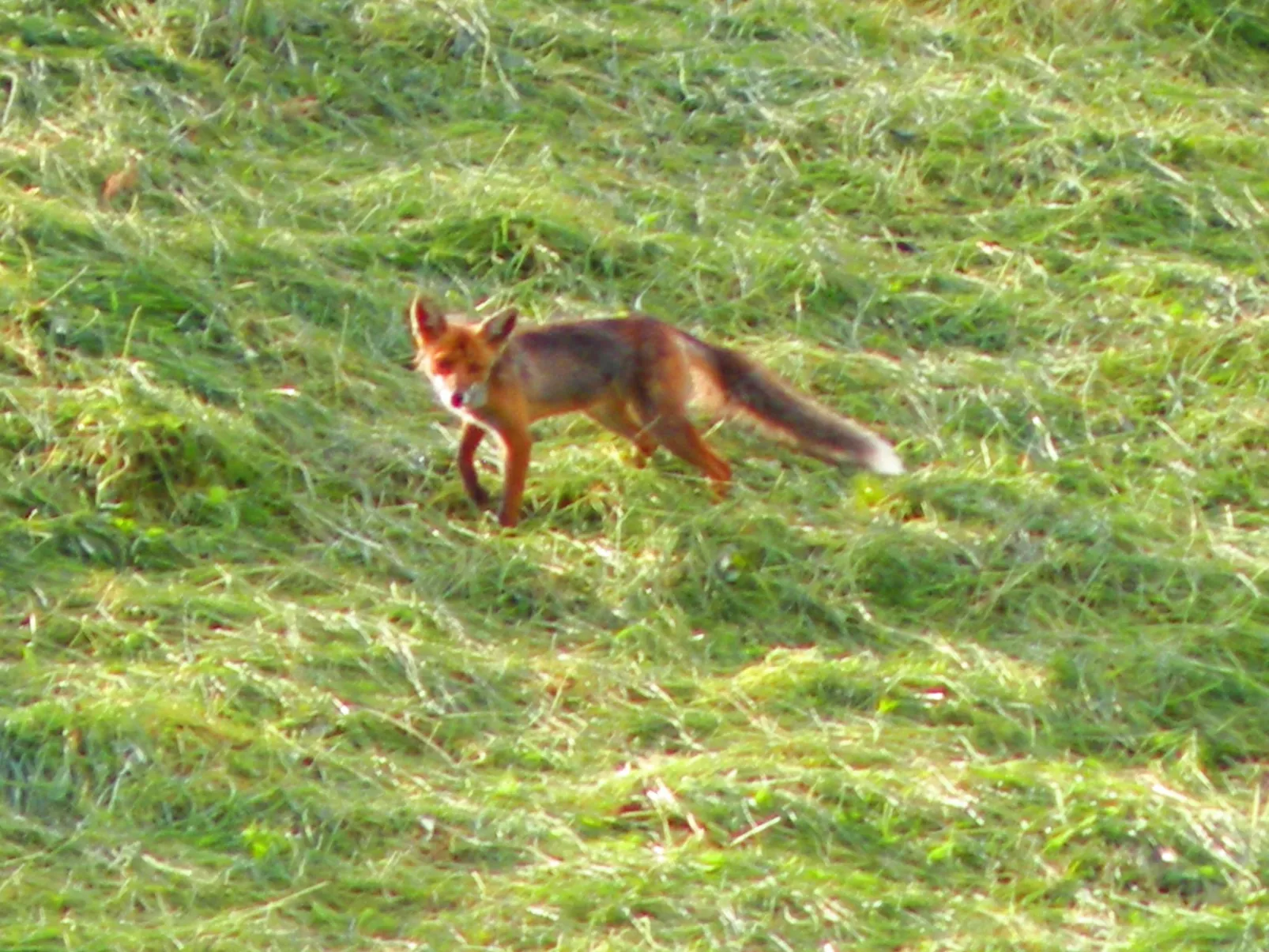 Modernes Ferienhaus in Granitzen mit Grill-Image-tags.info