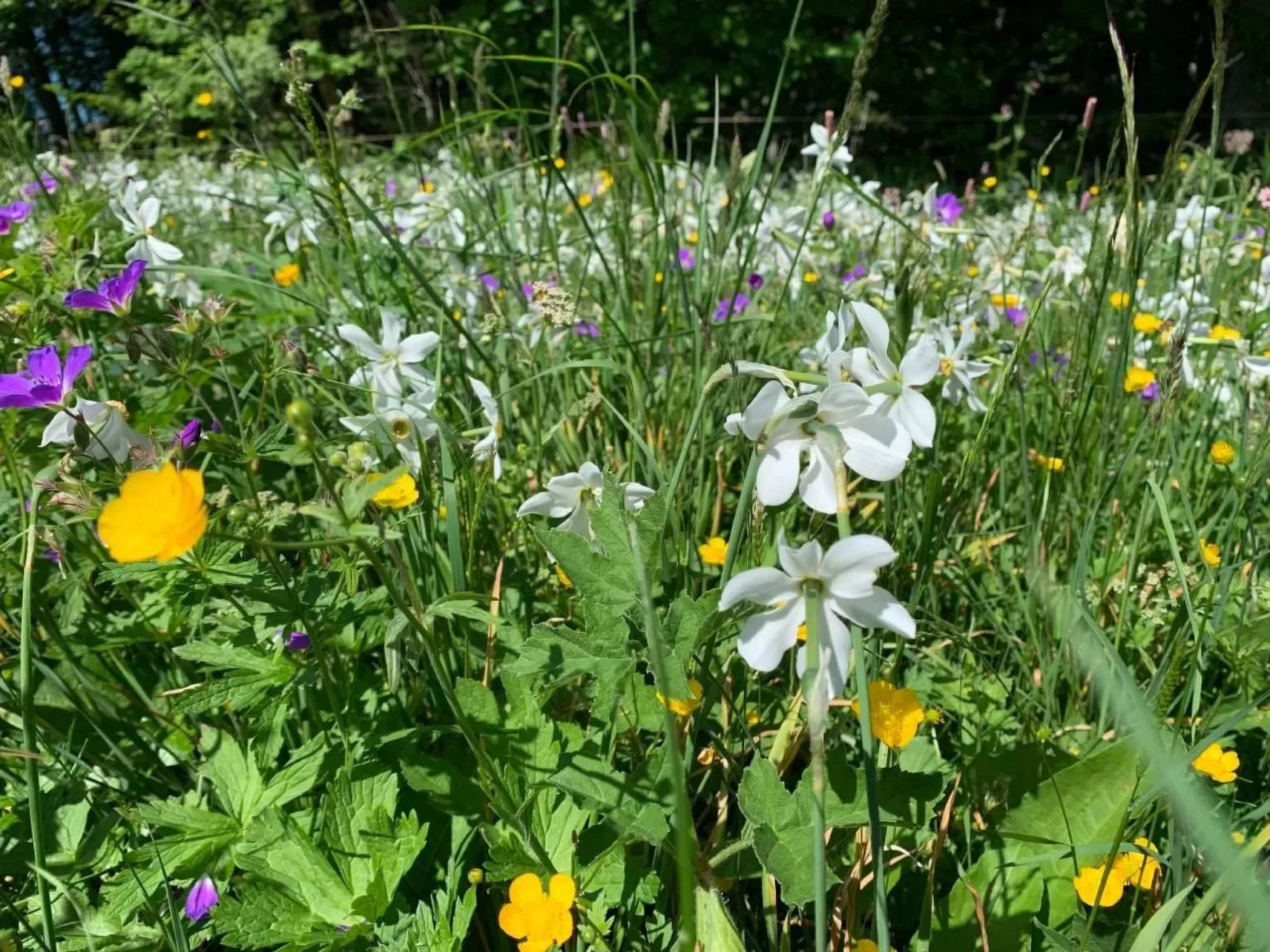 Les Narcisses,Blonay-Buiten