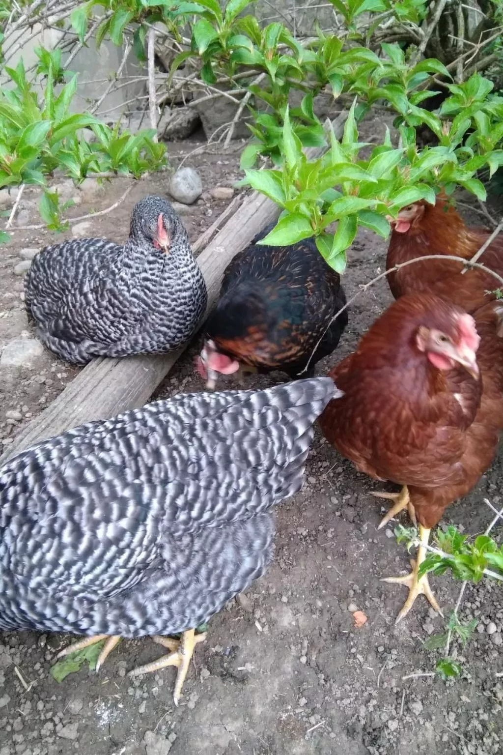 Hasenbüel-Image-tags.info