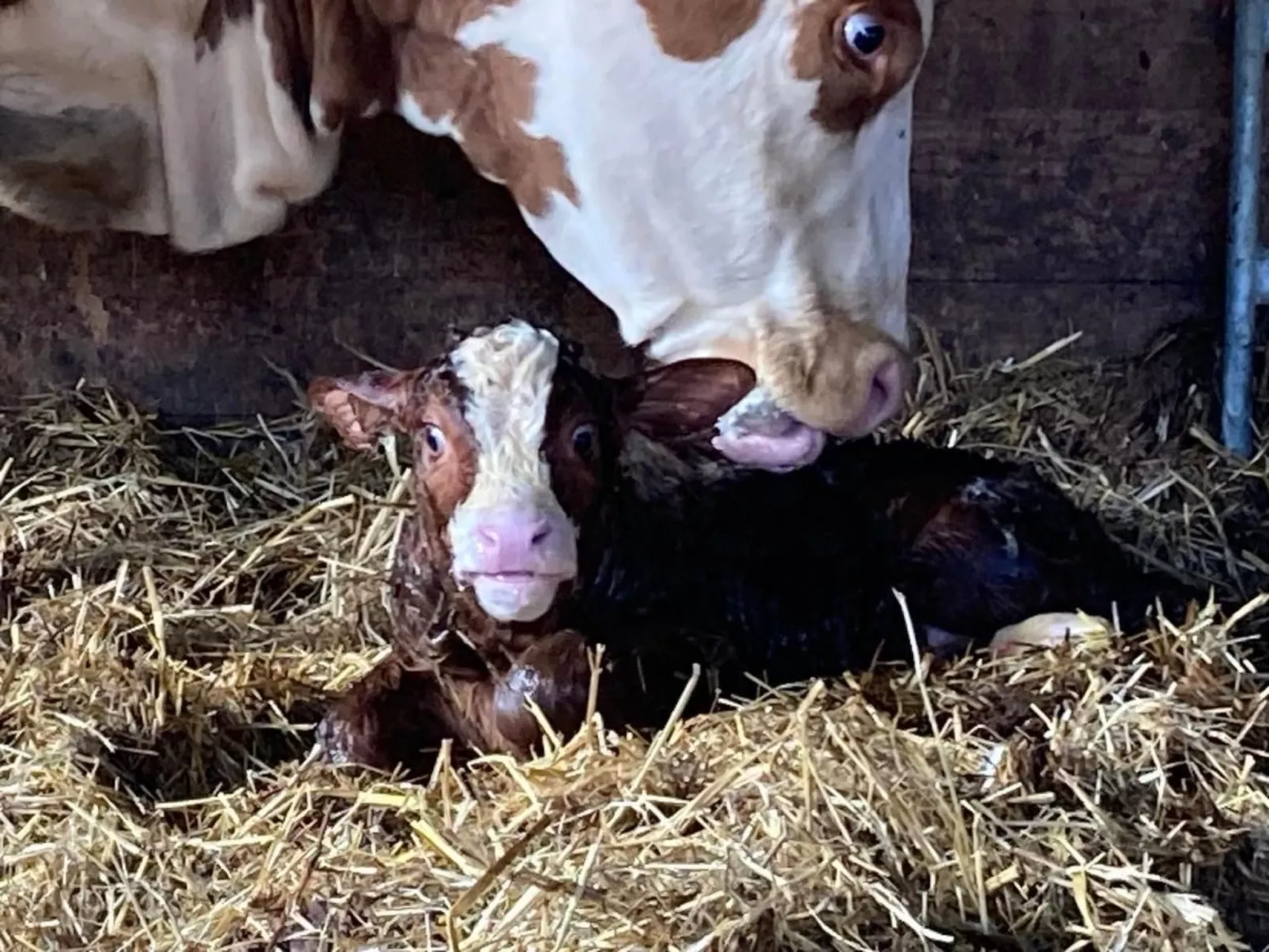 Wohnung "Rustique"-Image-tags.info