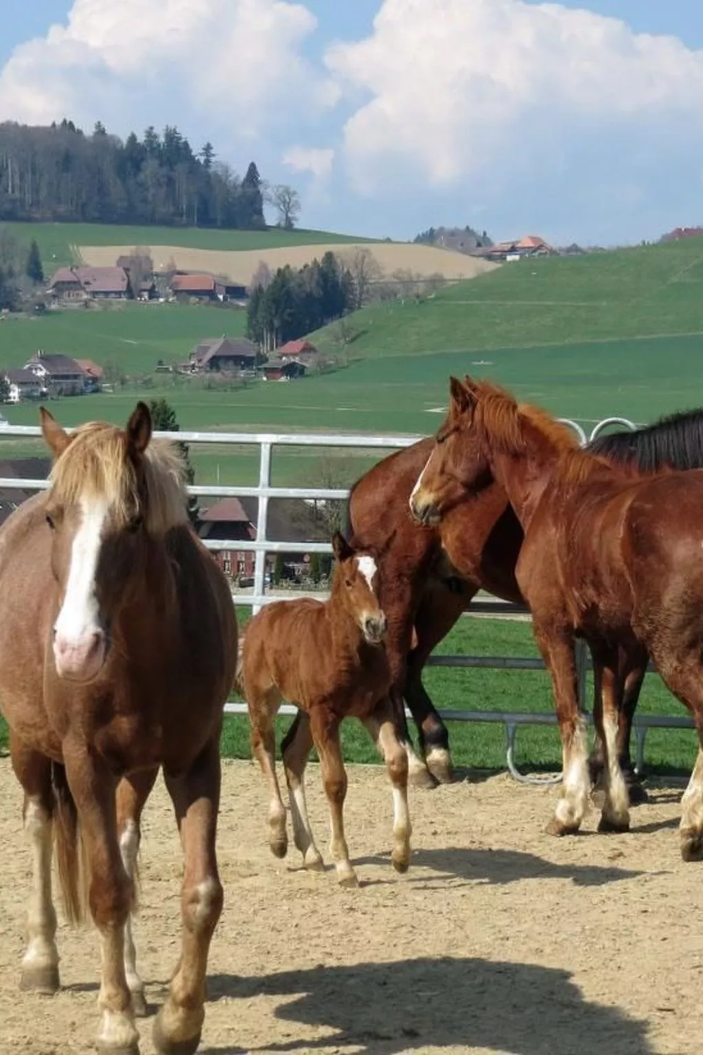 Burehof Waltrigen-Image-tags.info