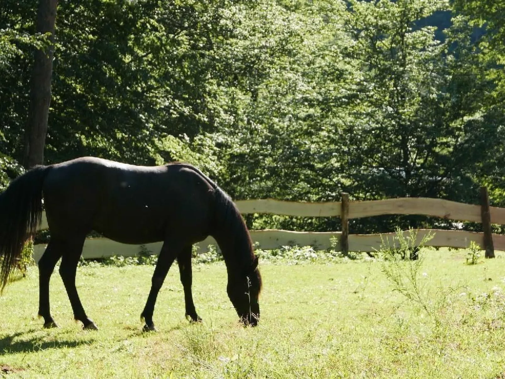 In Walscheid mit Terrasse, Grill-Buiten