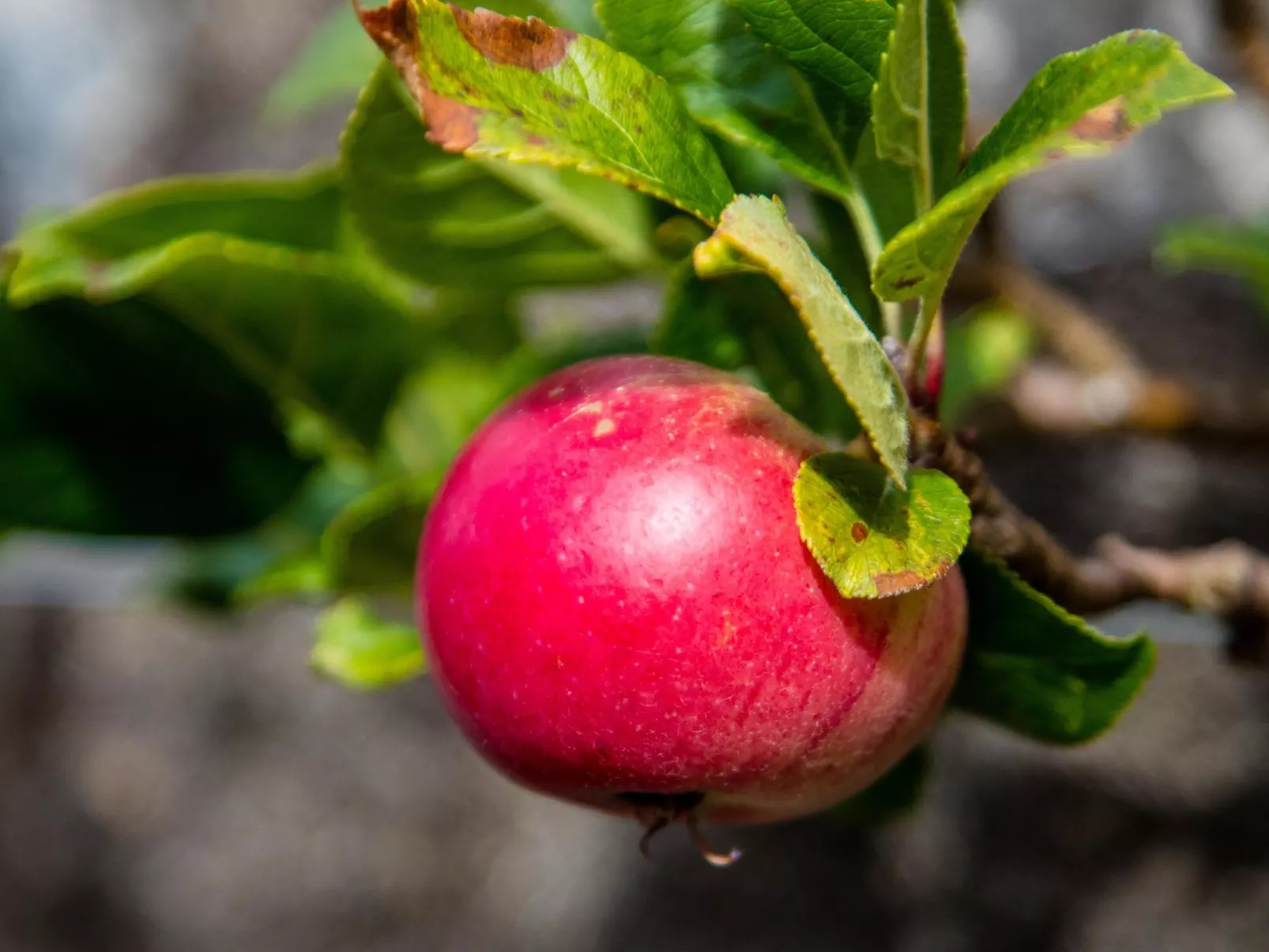 Schönes viktorianische Villa in Blairgowrie-Buiten