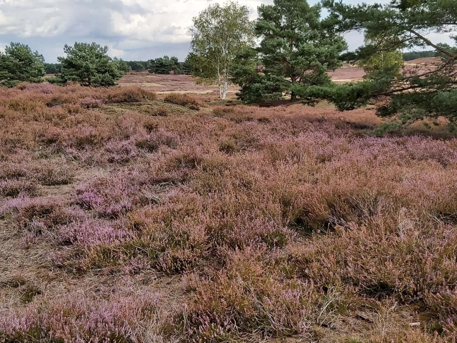 Wohnung in Jameln mit Garten, Grill und Terrasse-Binnen