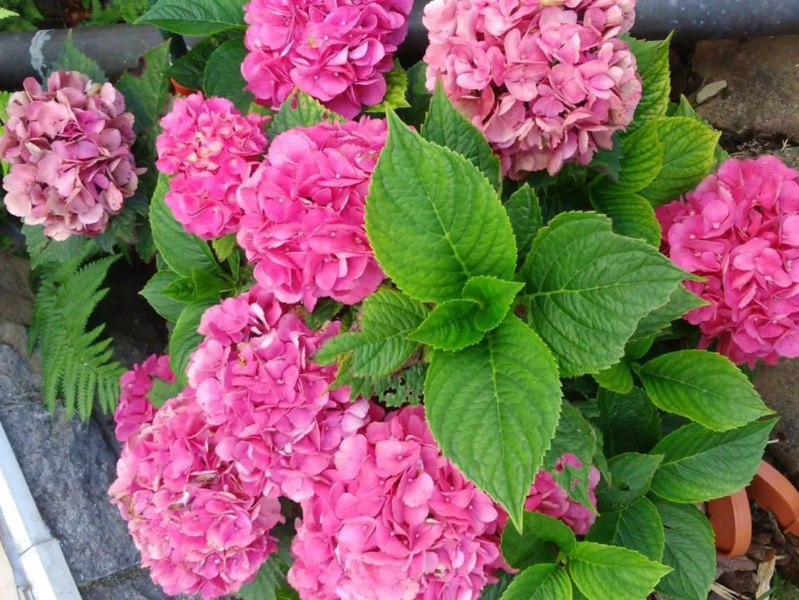 Appartement mit Terrasse, Garten und Grill-Buiten