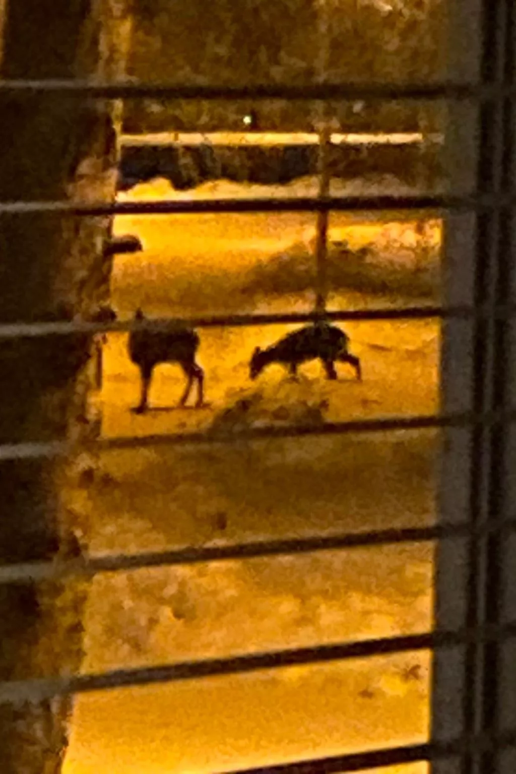 Schöne große "Villa Stolle" 9 Personen 2 Bäder-Buiten