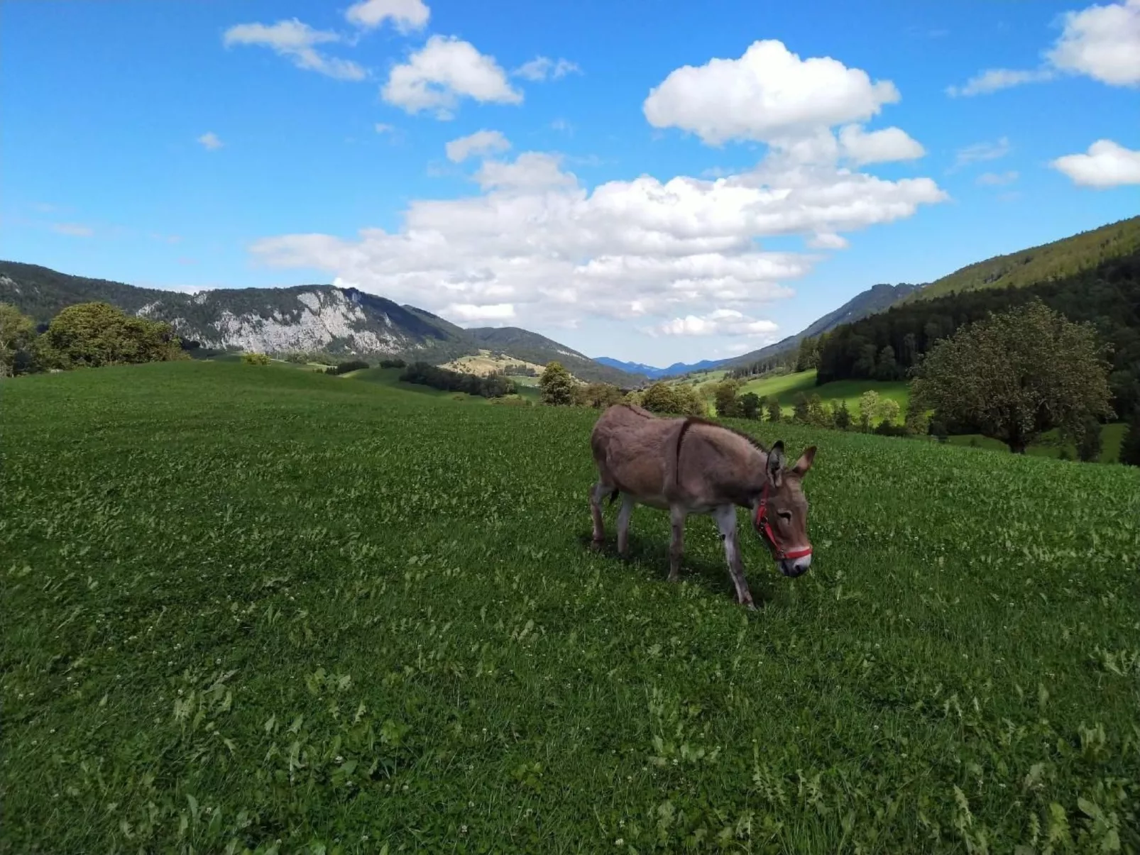 Schafmatthof Dachwohnung-Buiten