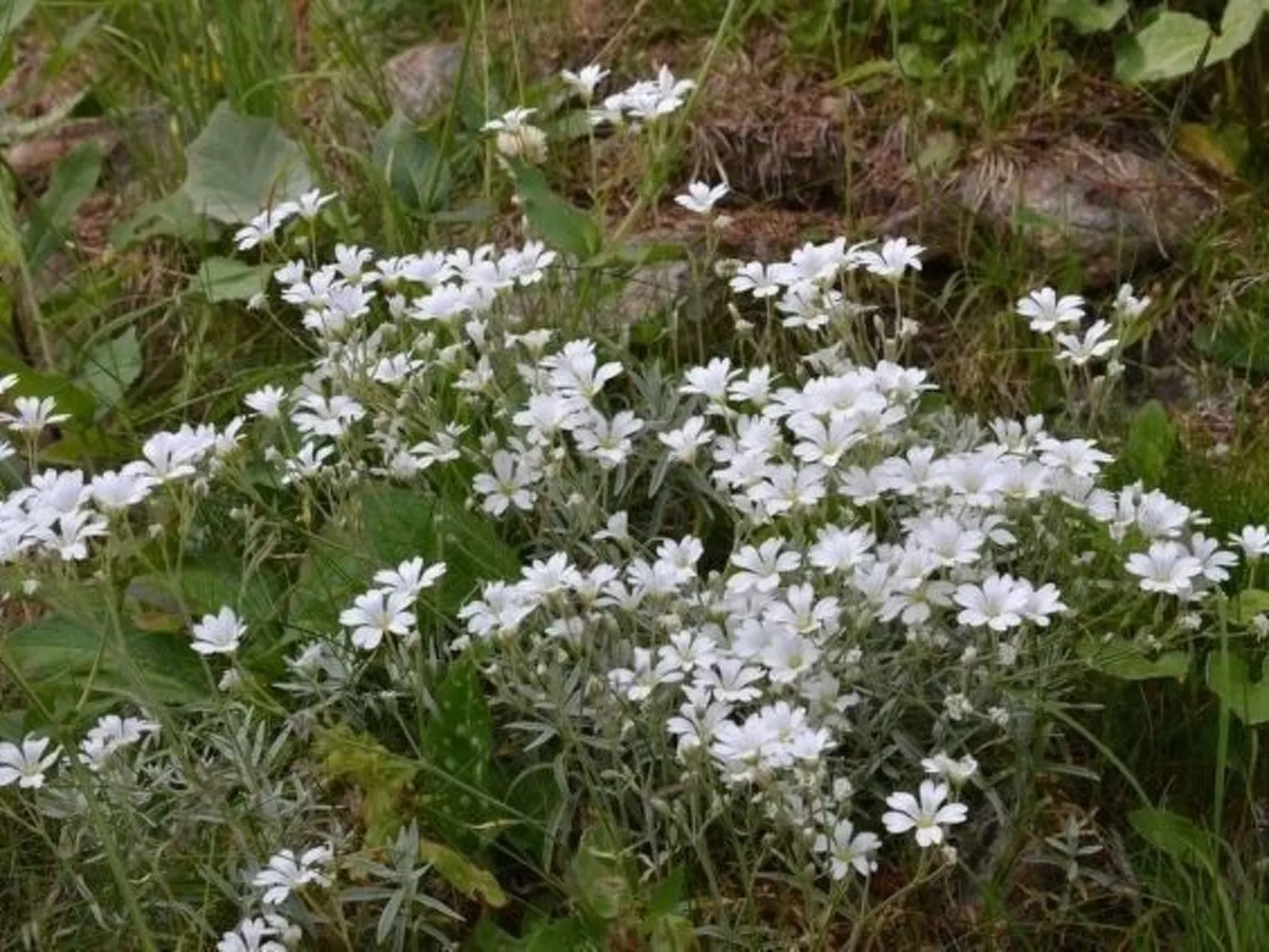Almhaus am Hohenwart-Buiten