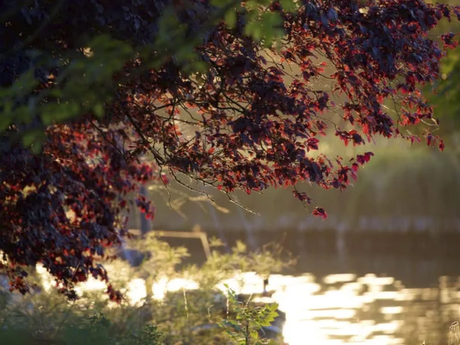 Traumhaftes Reetdachhaus an der Nordsee - Buiten