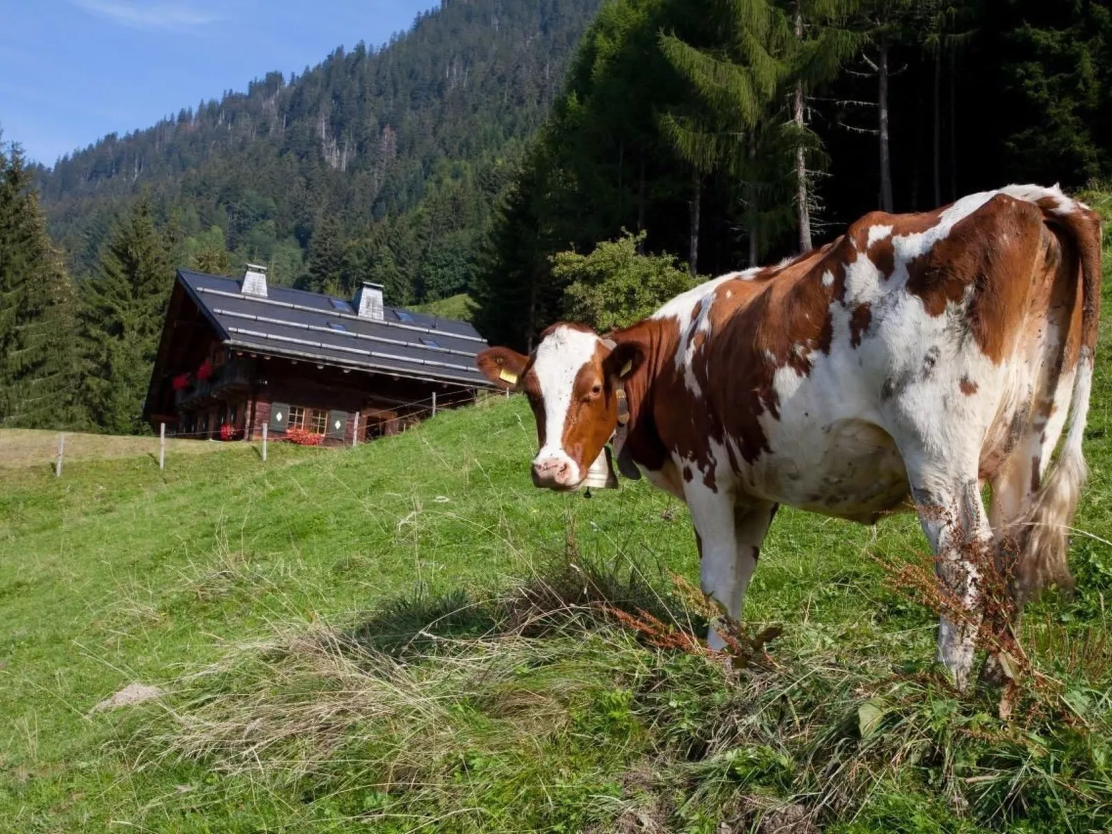 Berghütte "Le Chalet de Lara"-Buiten