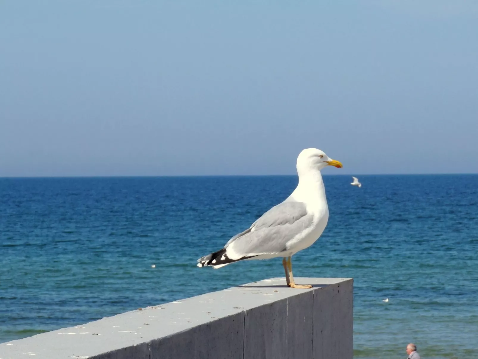 Appartement in Nowe Miasto mit Garten-Image-tags.info