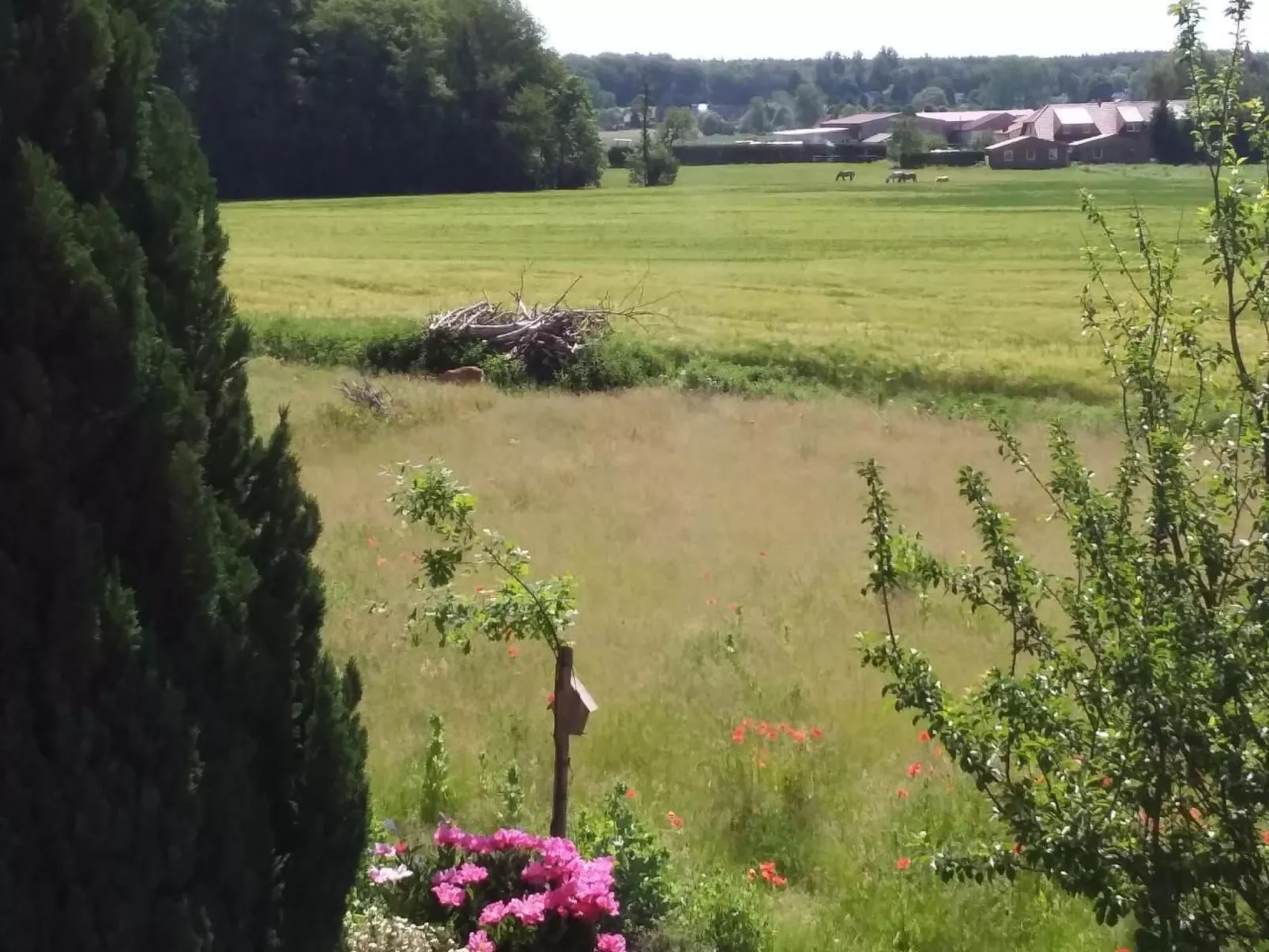 Schmetterling-Buiten