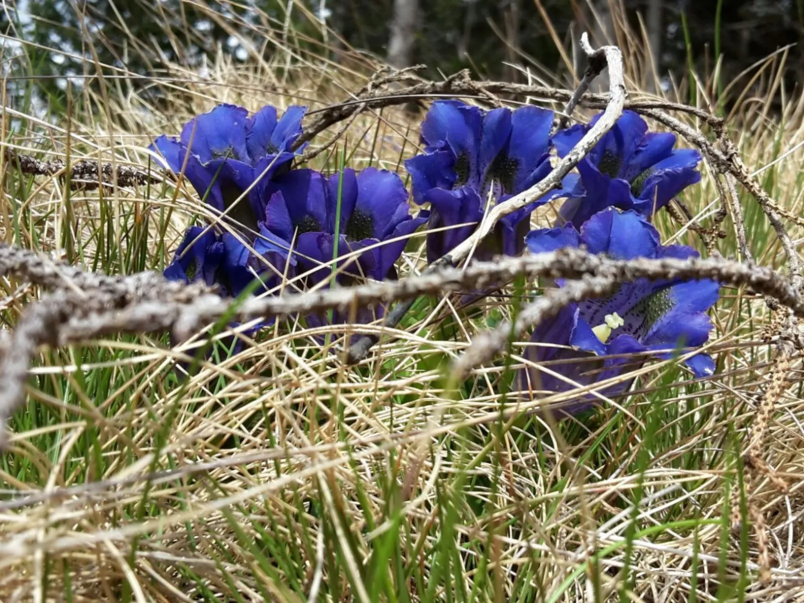 Harterhütte in Klippitztörl-Buiten