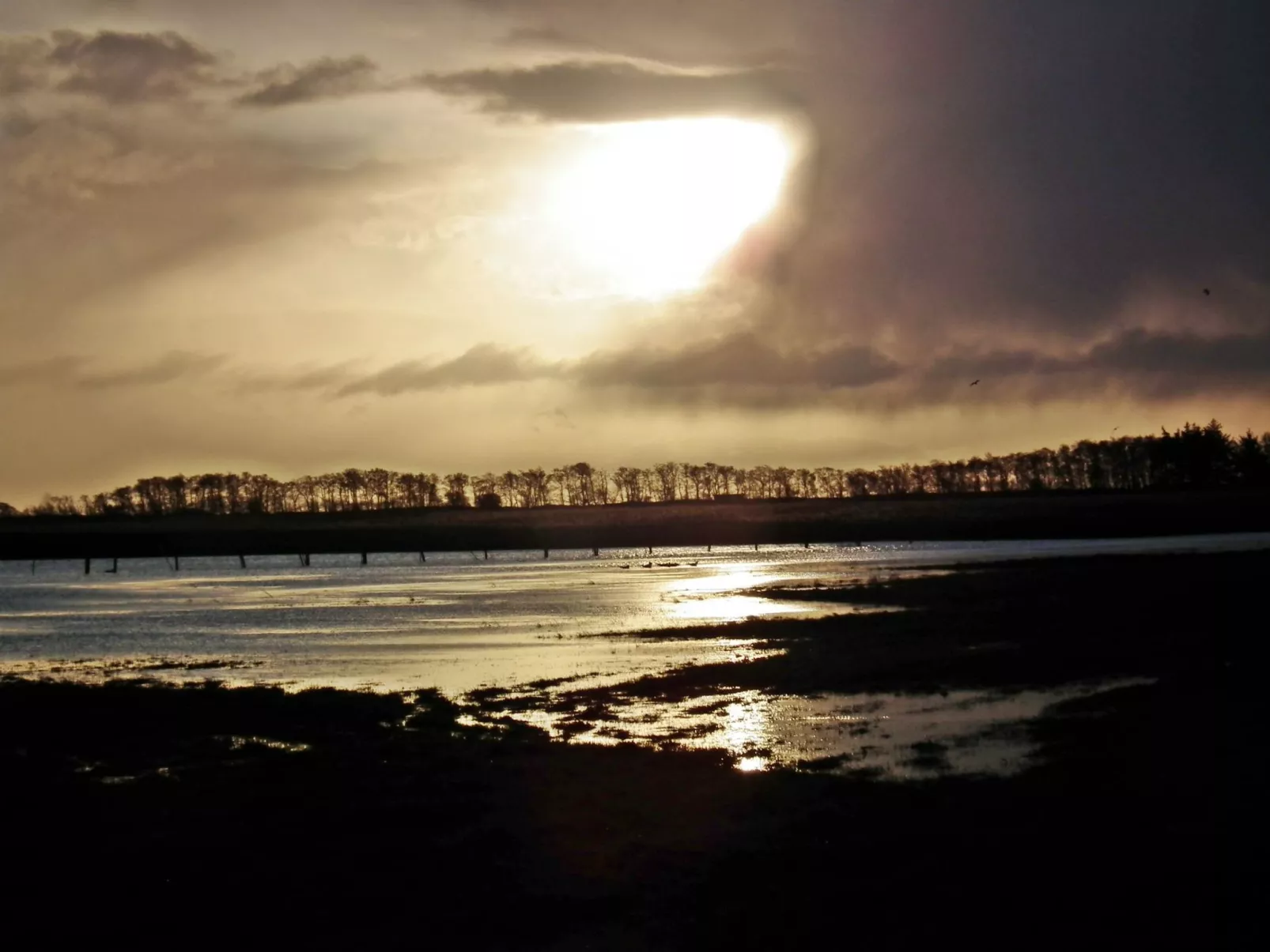 Zwergmöwe in Neue Tiefe-Binnen