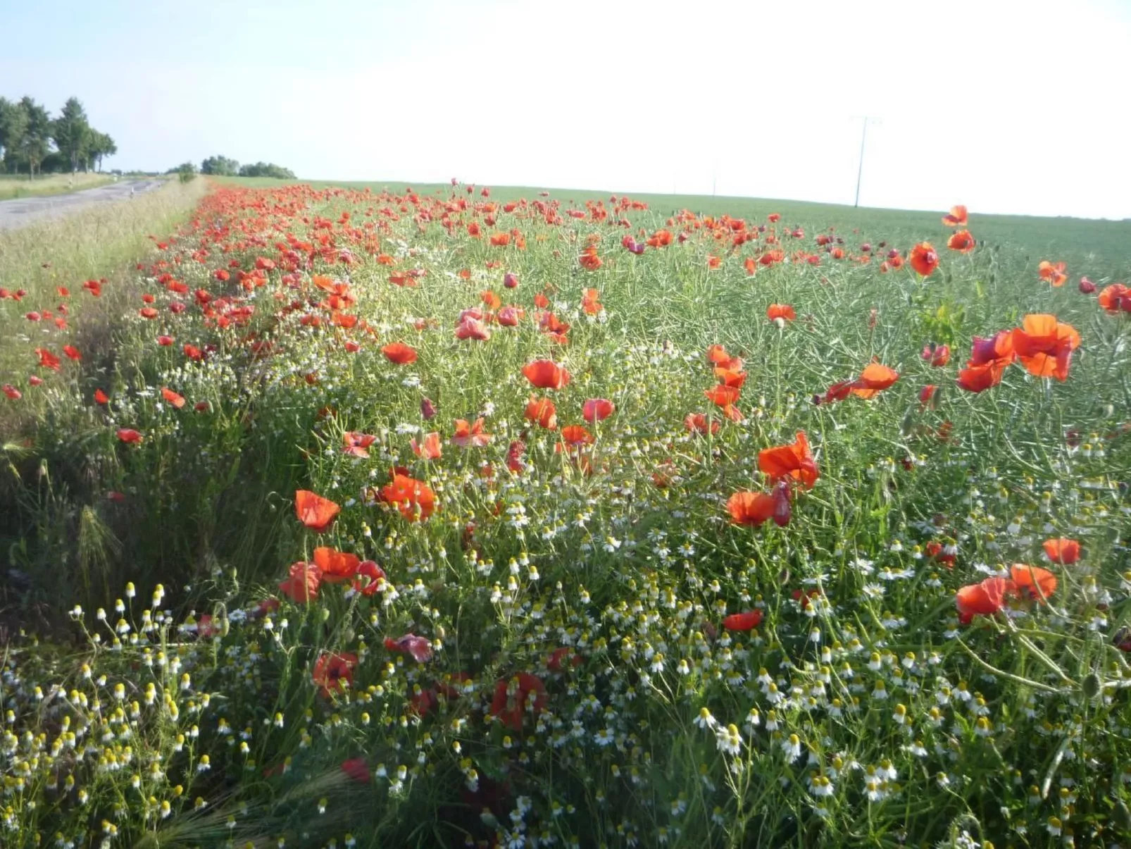 Schwedenhaus Zierow mit Terrasse und Grill-Buiten