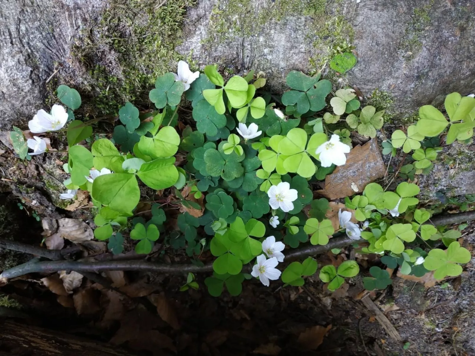 In Pirna mit Schöner Terrasse-Buiten