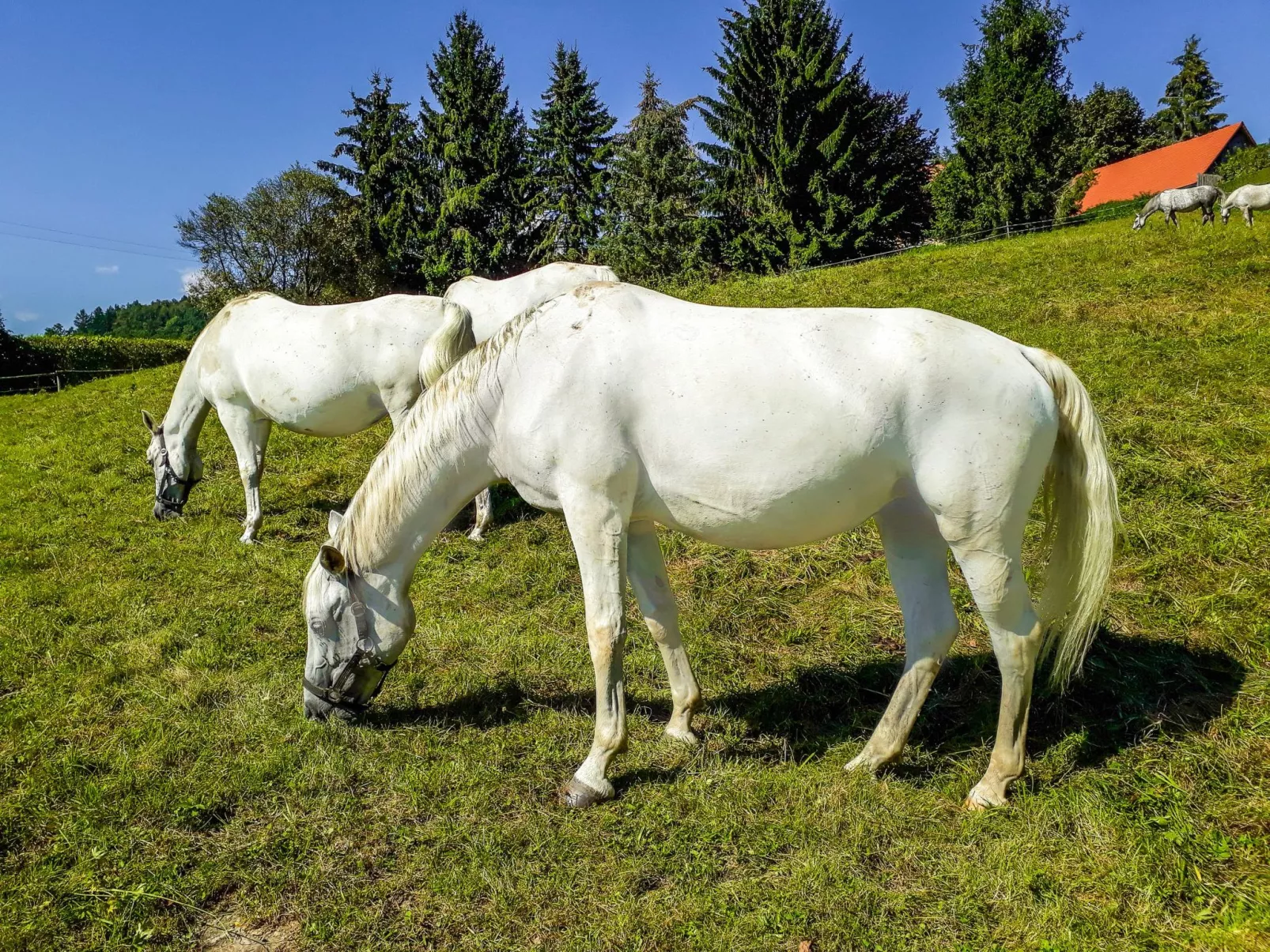 Exklusive Ferienwohnung in Piber mit Grill, Garten und Terrasse-Buiten