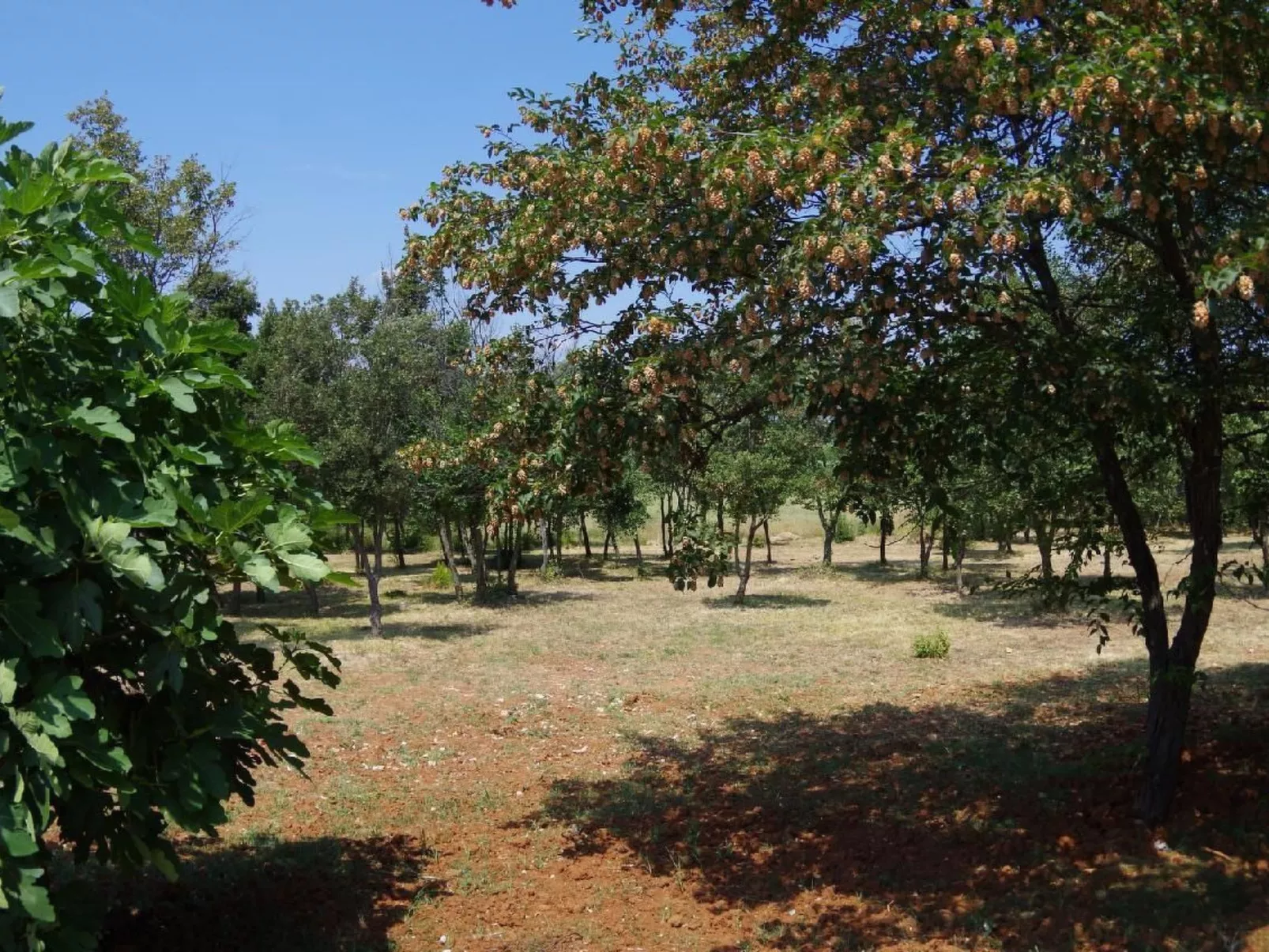 In Rakalj mit Grill, Garten und Terrasse-Buiten