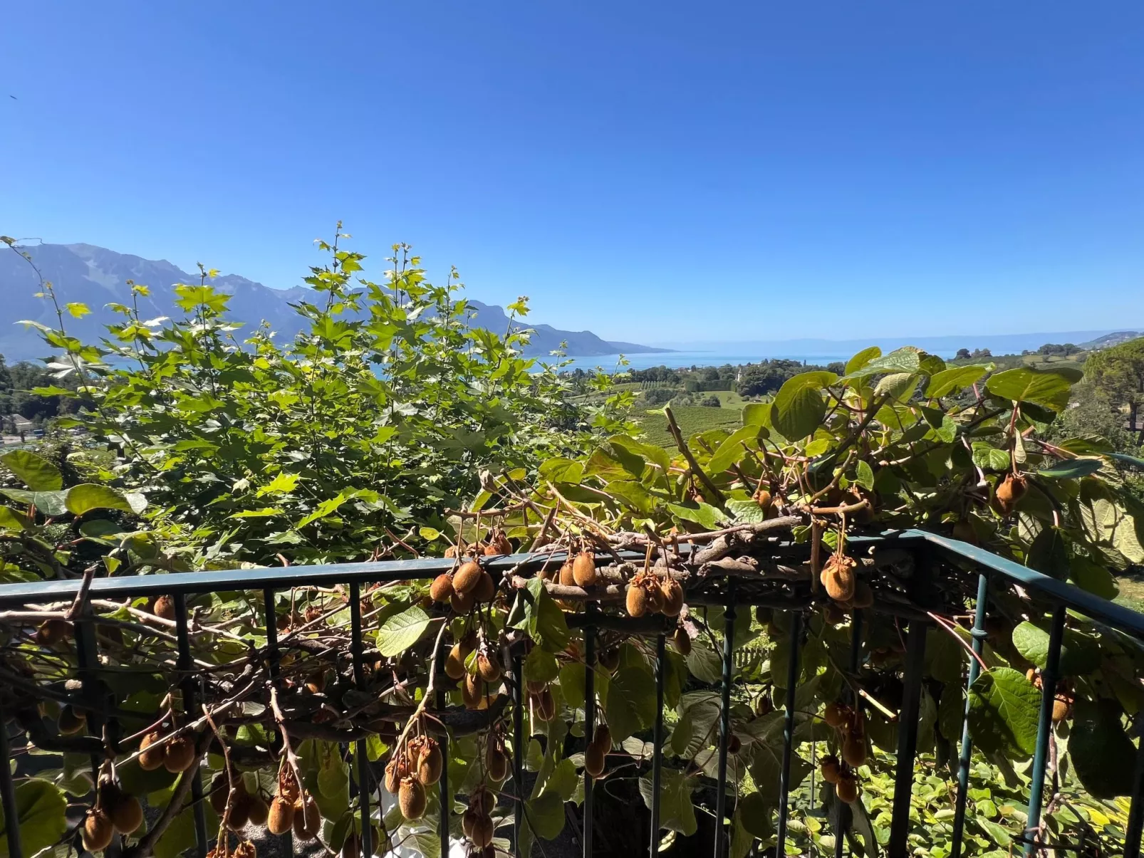 Vigneronne, Vigne-Buiten