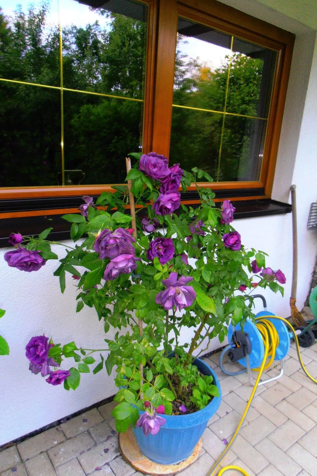 Harz-Haus-Bruns-Buiten