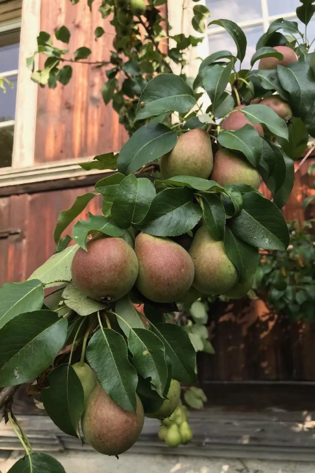 Altes Schulhaus-Buiten