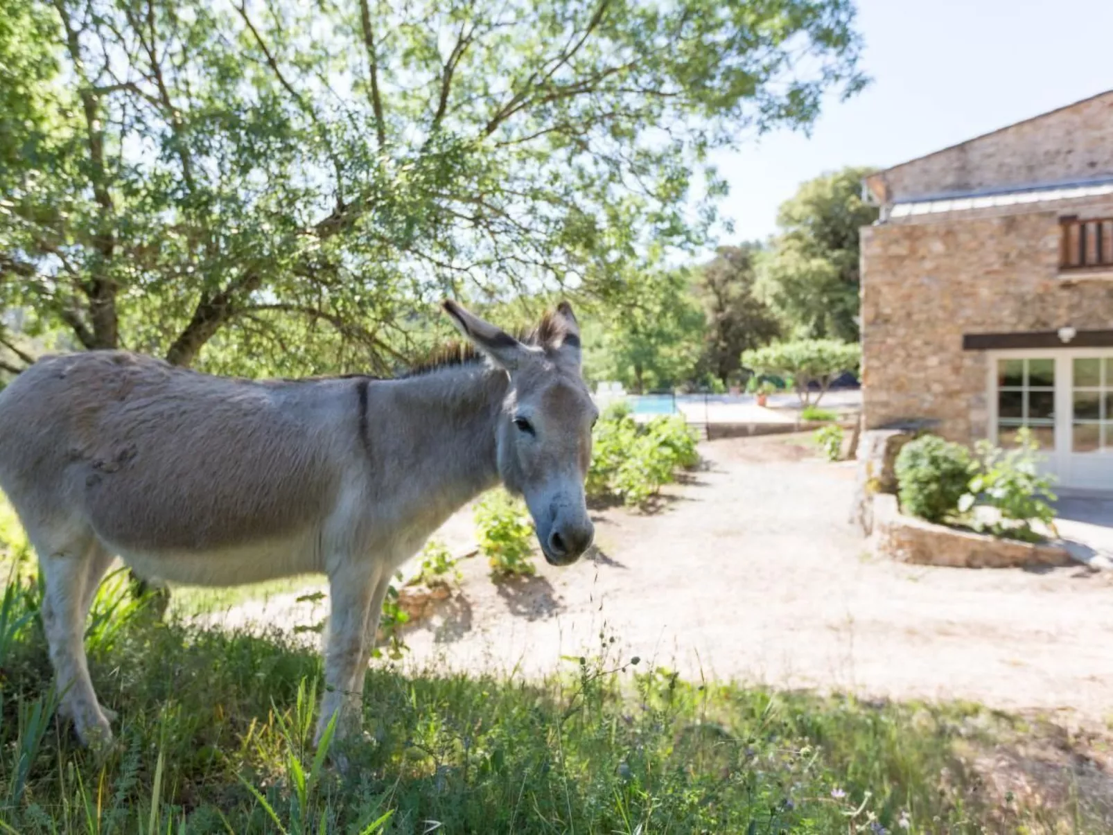 Gemütliches Studio inmitten von Weinbergen und Olivenbäumen-Image-tags.info