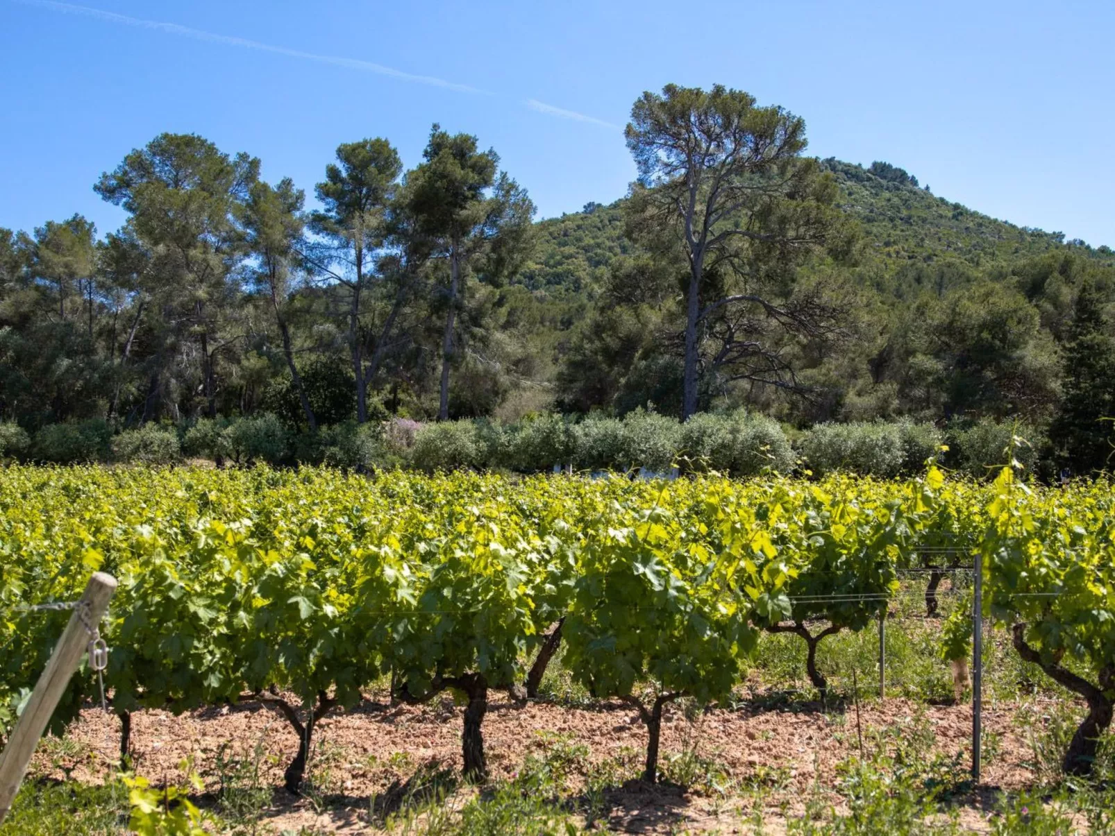 Im Herzen der Weinberge, große Terrasse mit atemberaubendem Blick auf das Meer, - Buiten