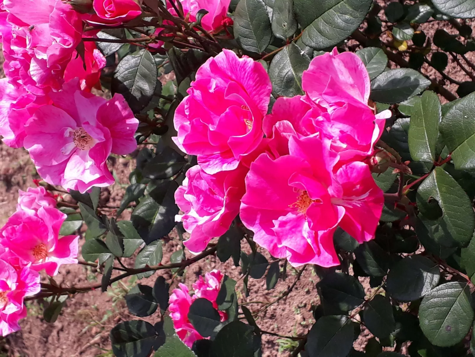 Quinta D'Avó Amélia, wunderschönes Landhaus zwischen den Bergen und dem Meer-Image-tags.info