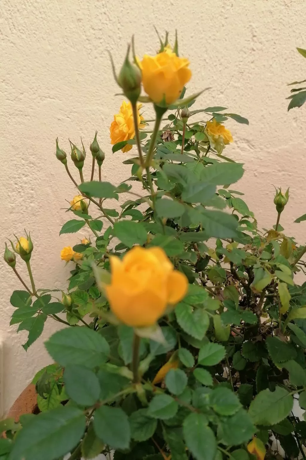 Villiana Holiday Apartments - Für den Familienurlaub-Buiten