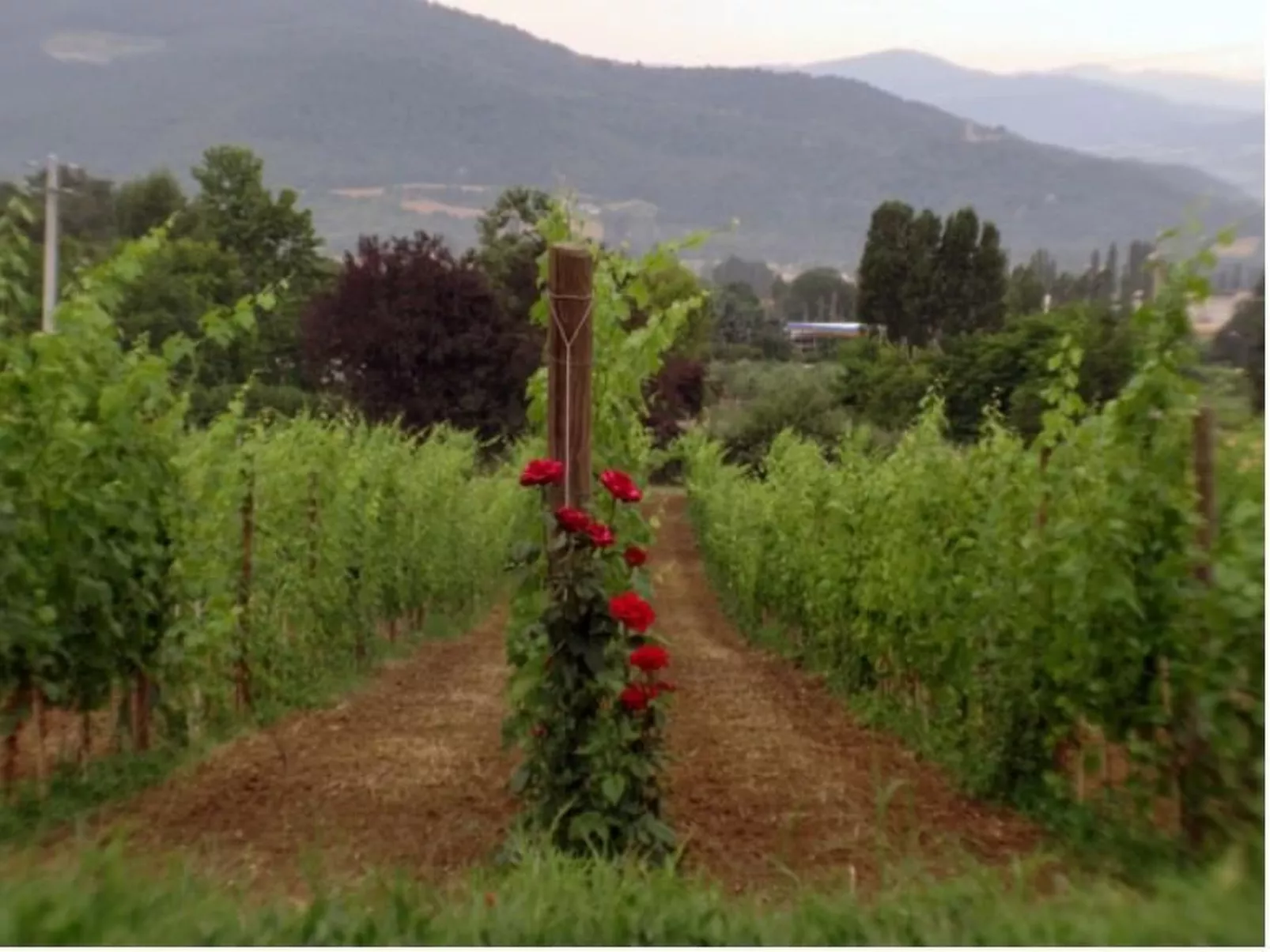 Agritourismus Vigne di Pace-Buiten