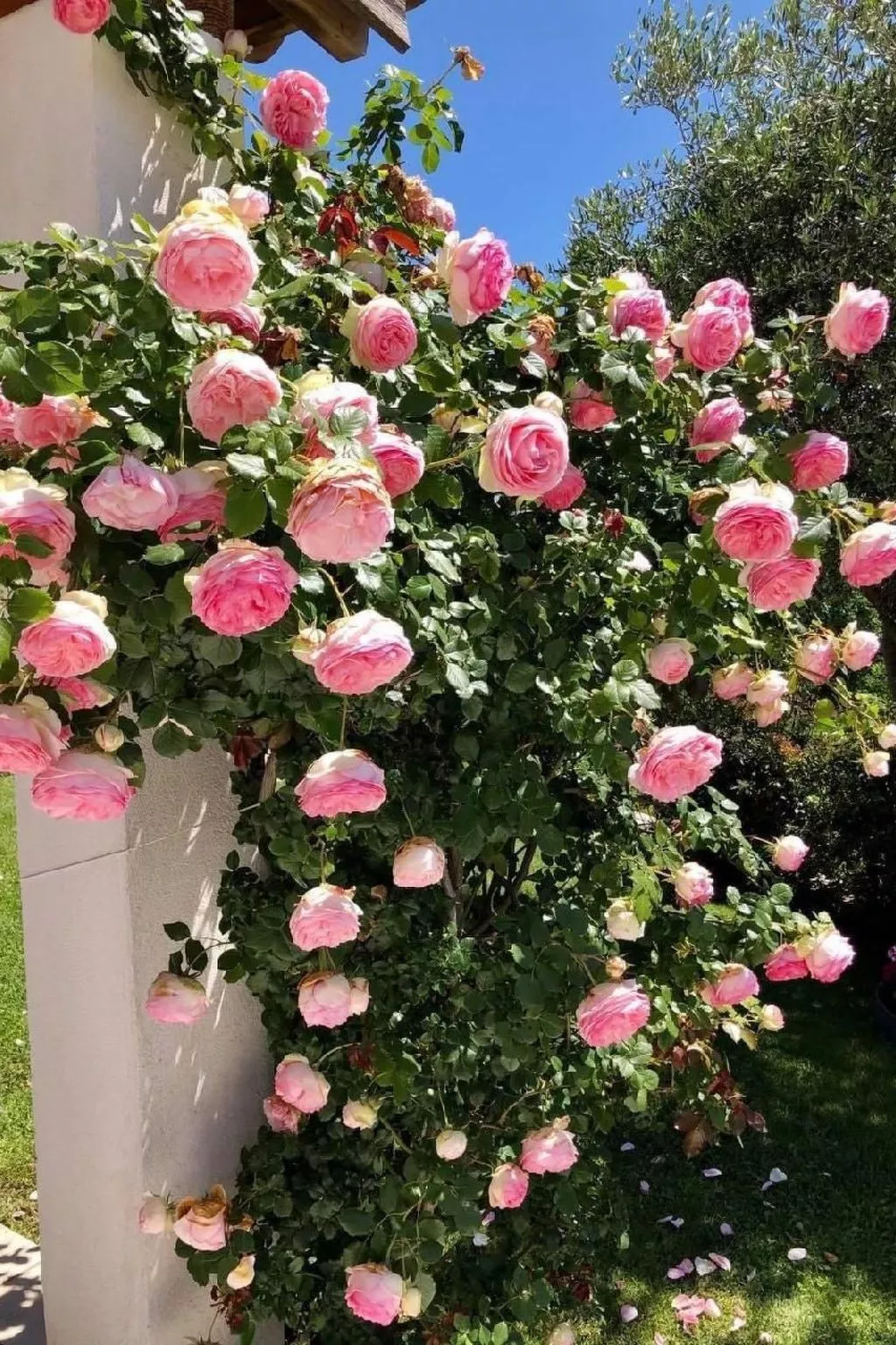 Côte d'Azur ganze Villa beheizter Pool Meerblick-Buiten