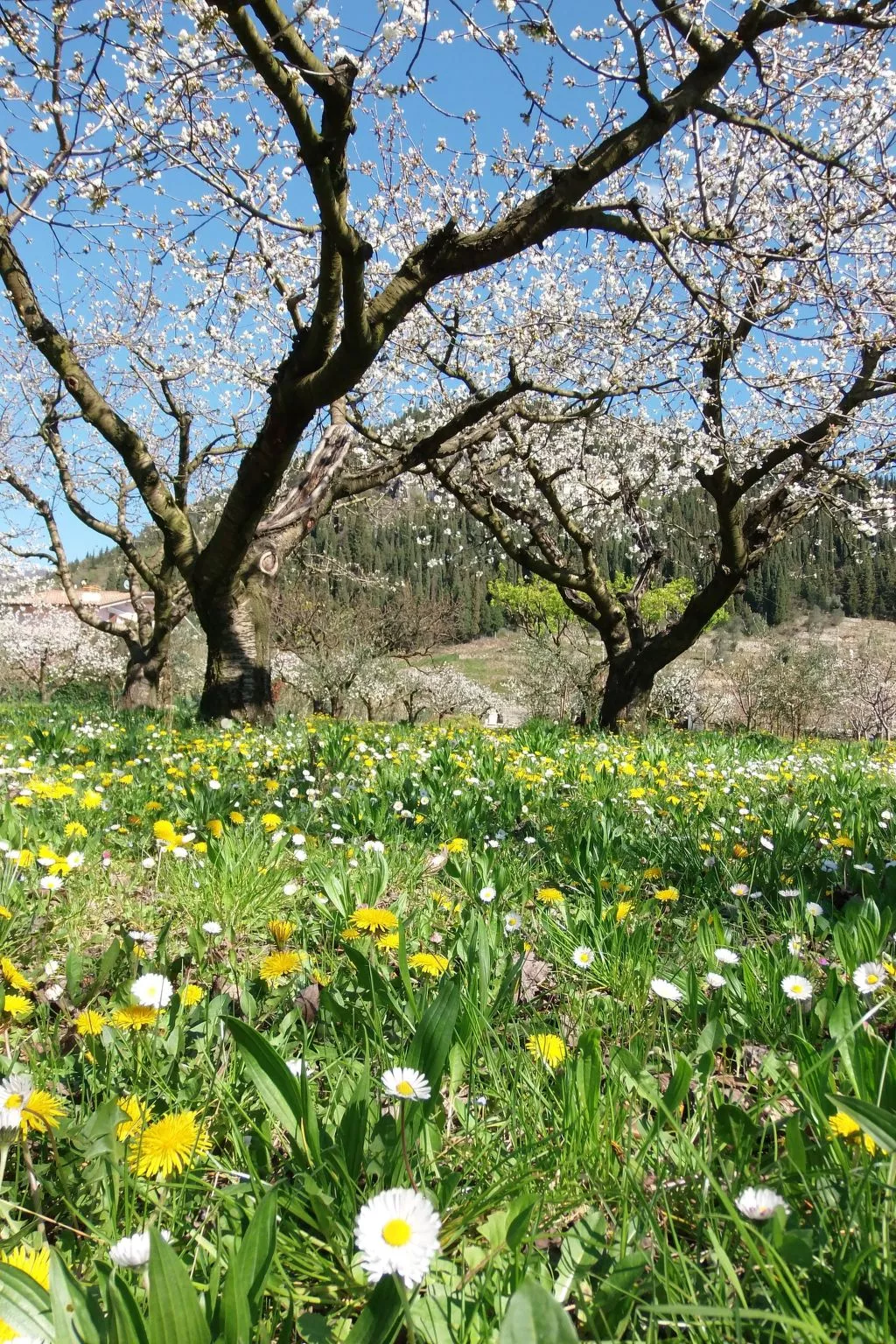 Anwesen mit Garten, Grill und Terrasse-Buiten