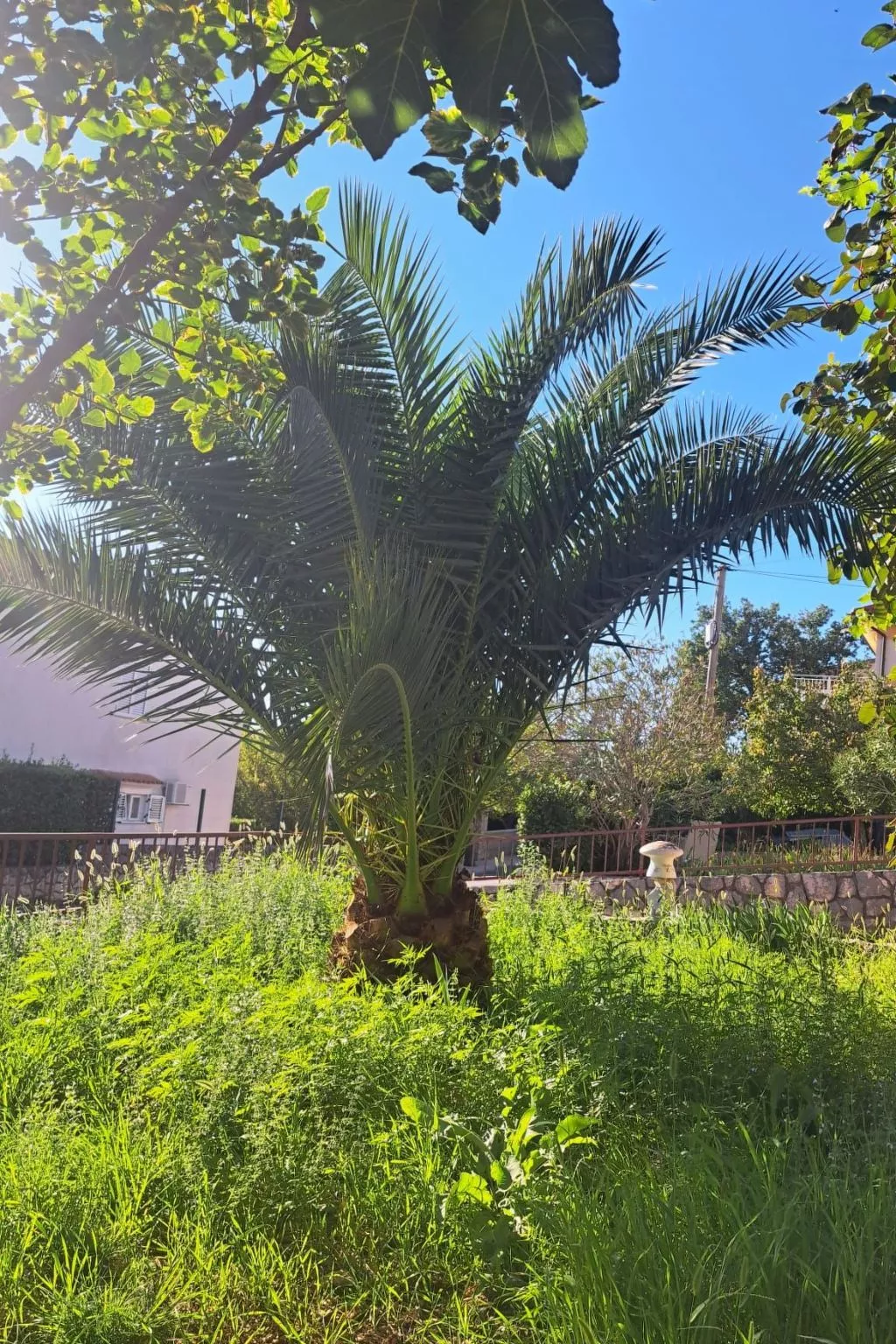 Višnja 2-Image-tags.info